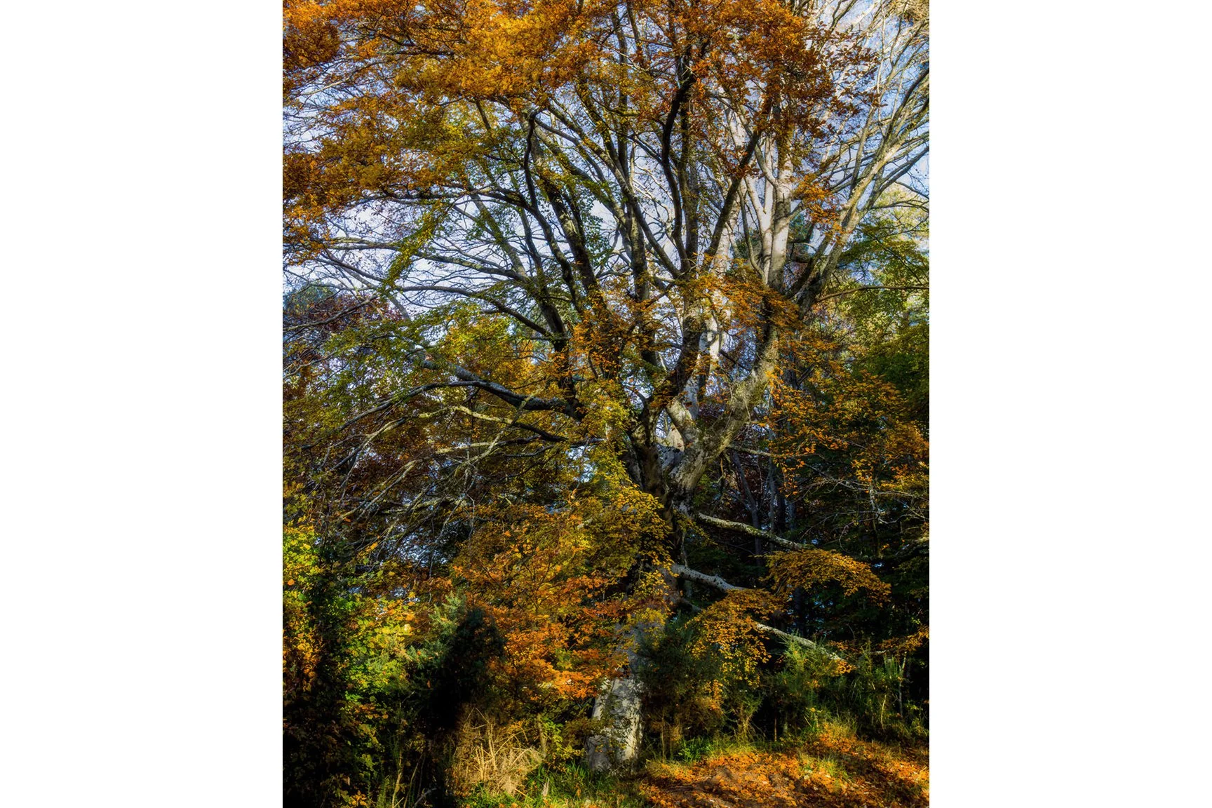 FIRETREE