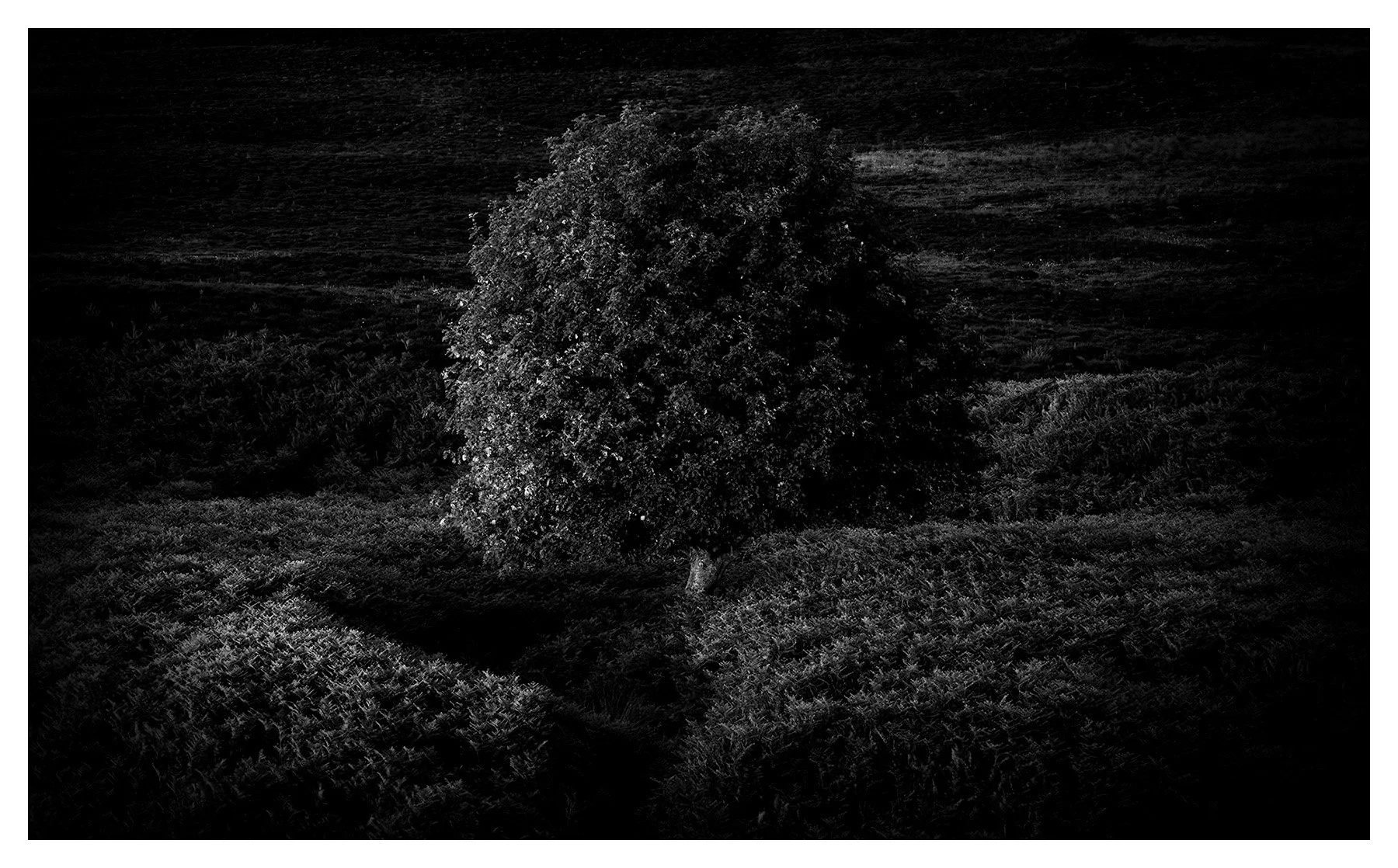 ROWAN NOCTERN
