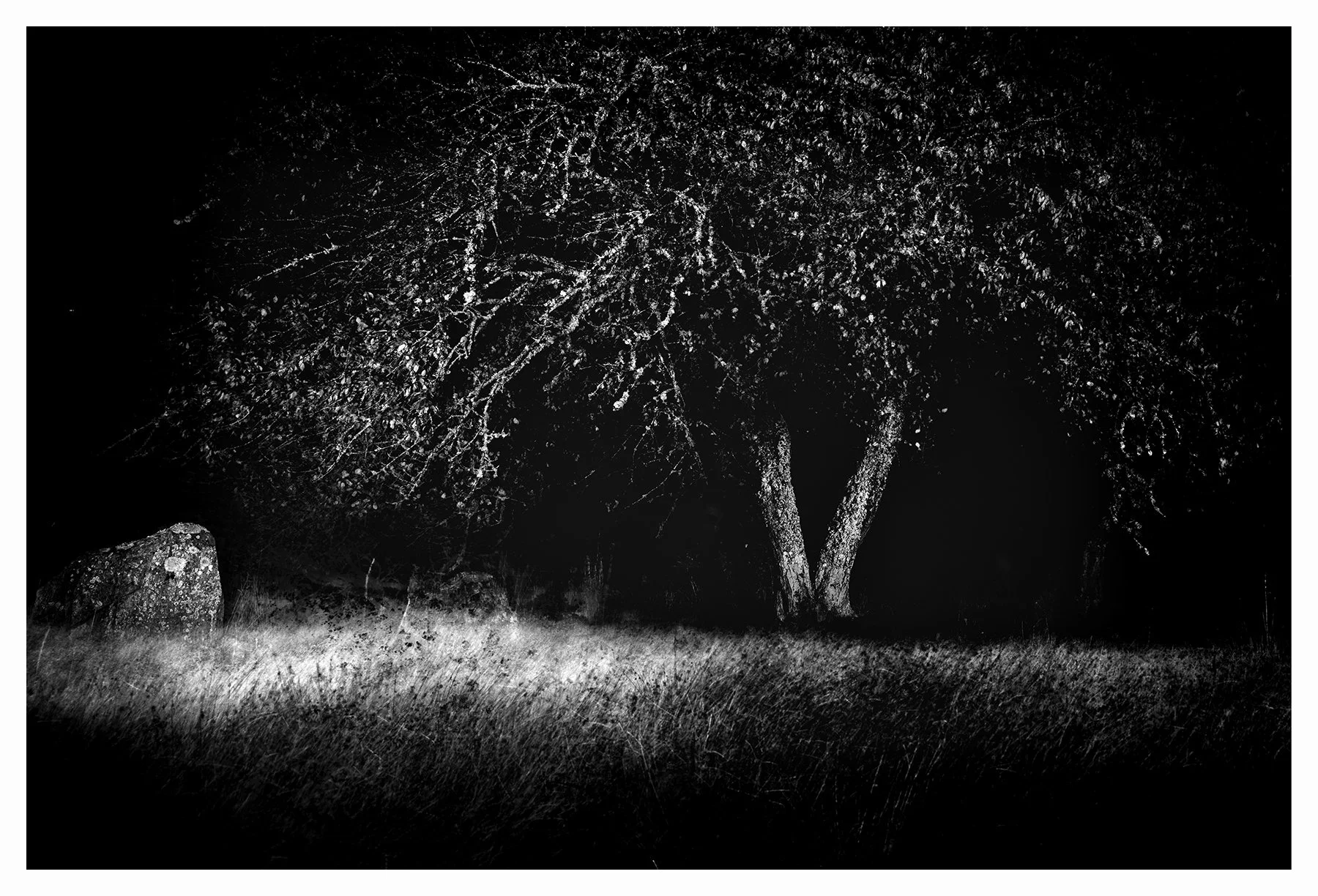 BOULDER AND CHERRY TREE
