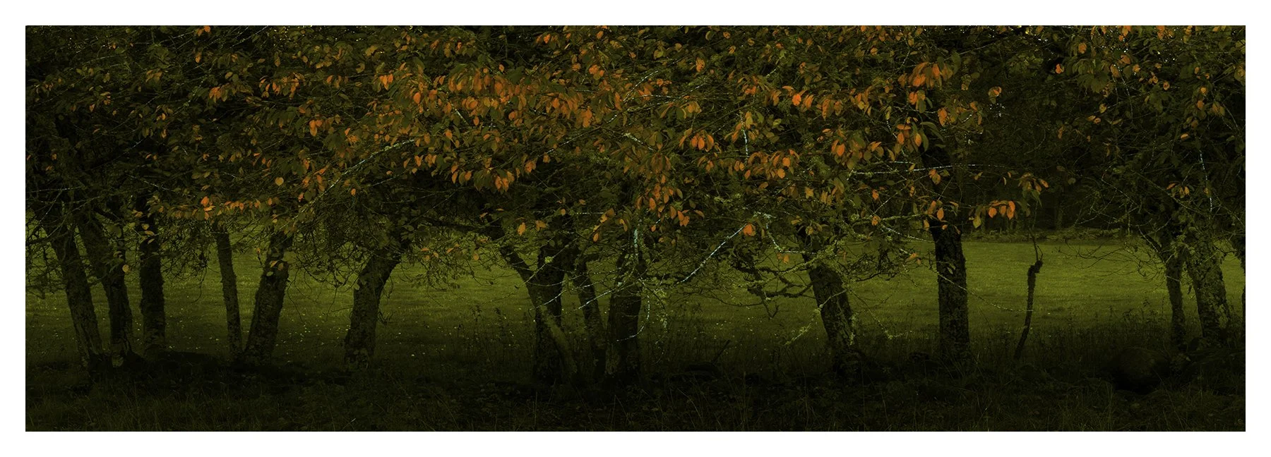 AUTUMN VEIL 2