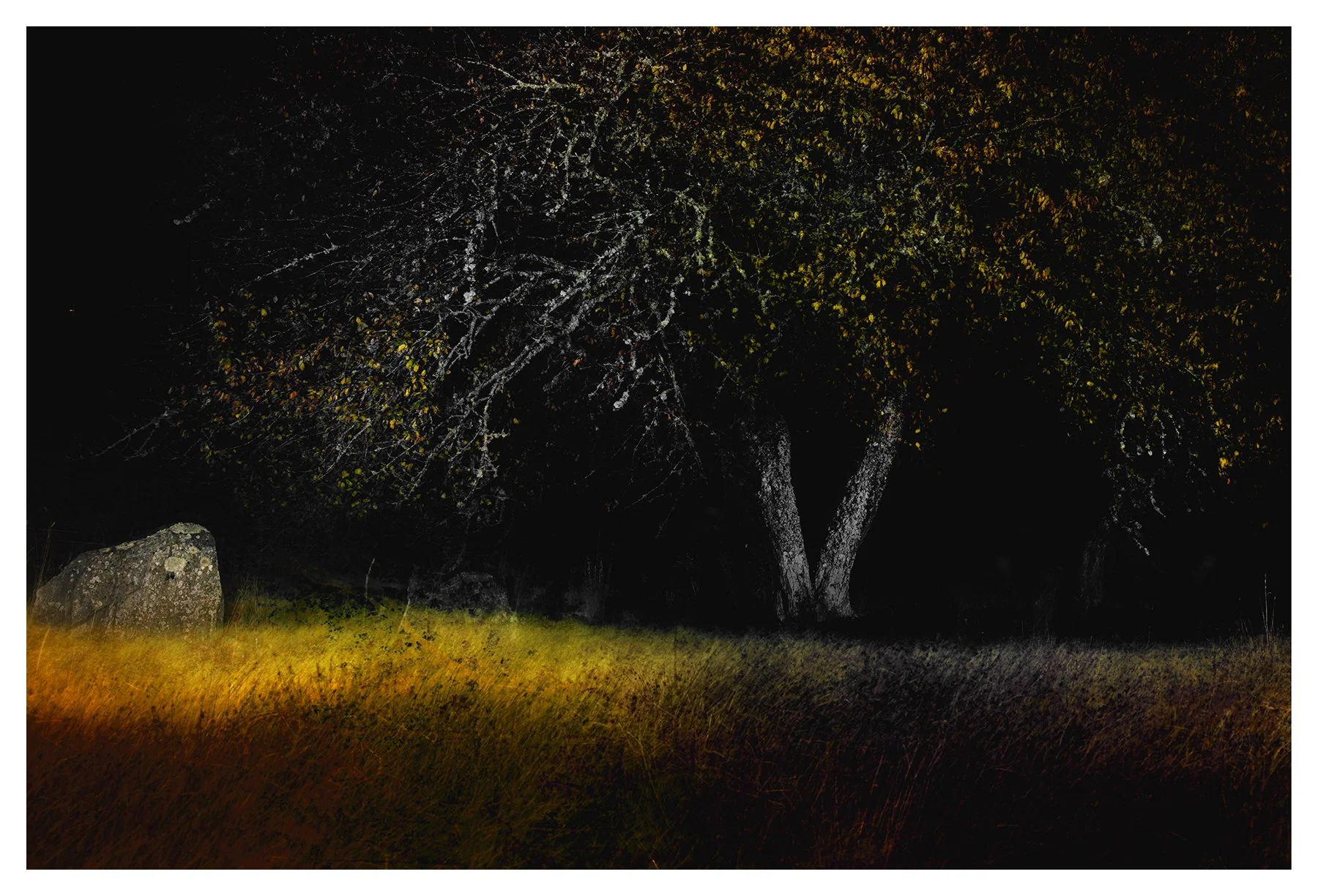 AUTUMN CHERRY