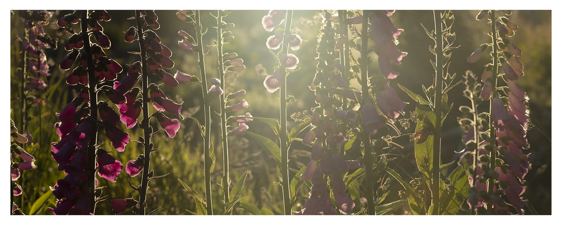 FAIRY WOMAN'S FLOWERS