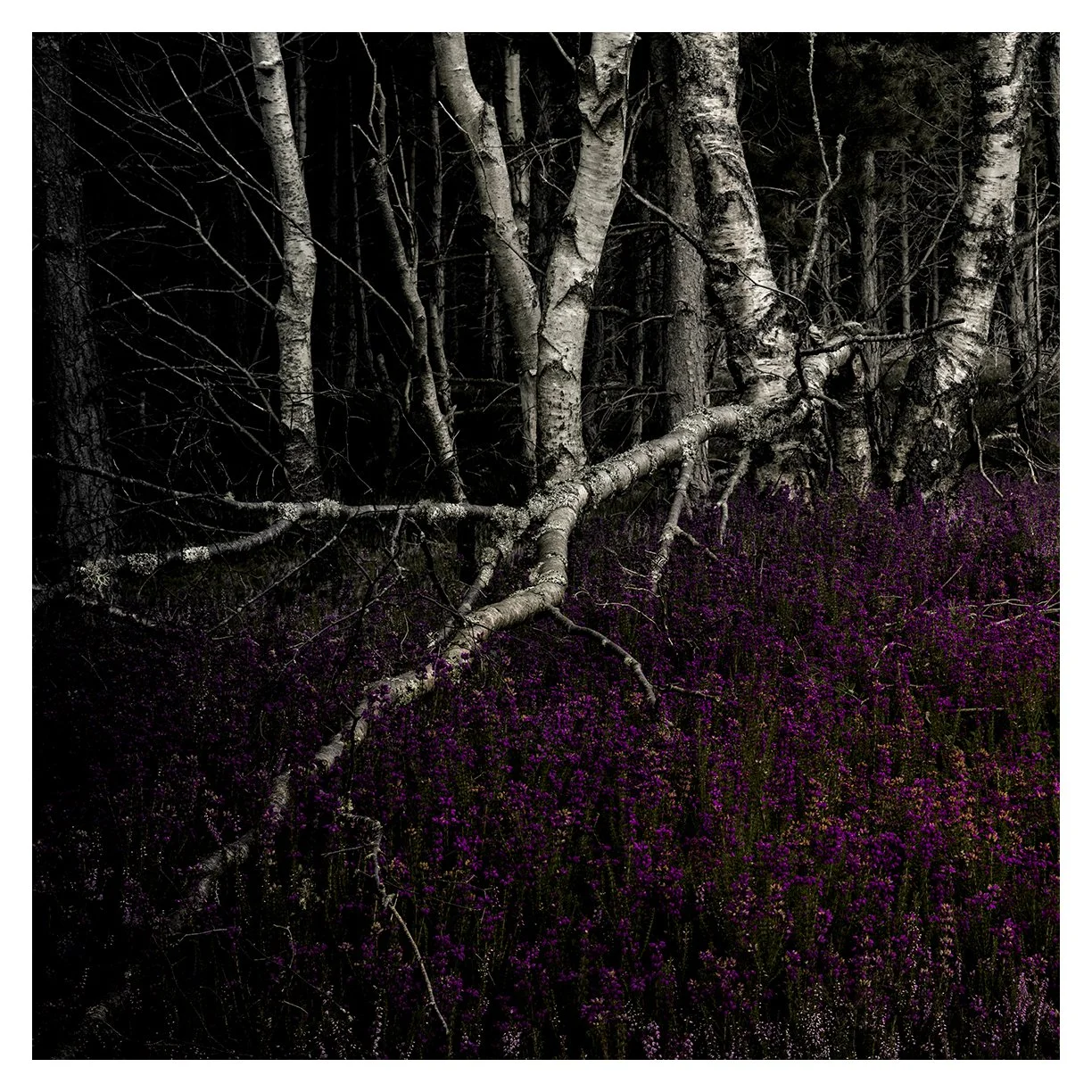 BIRCH BELLS