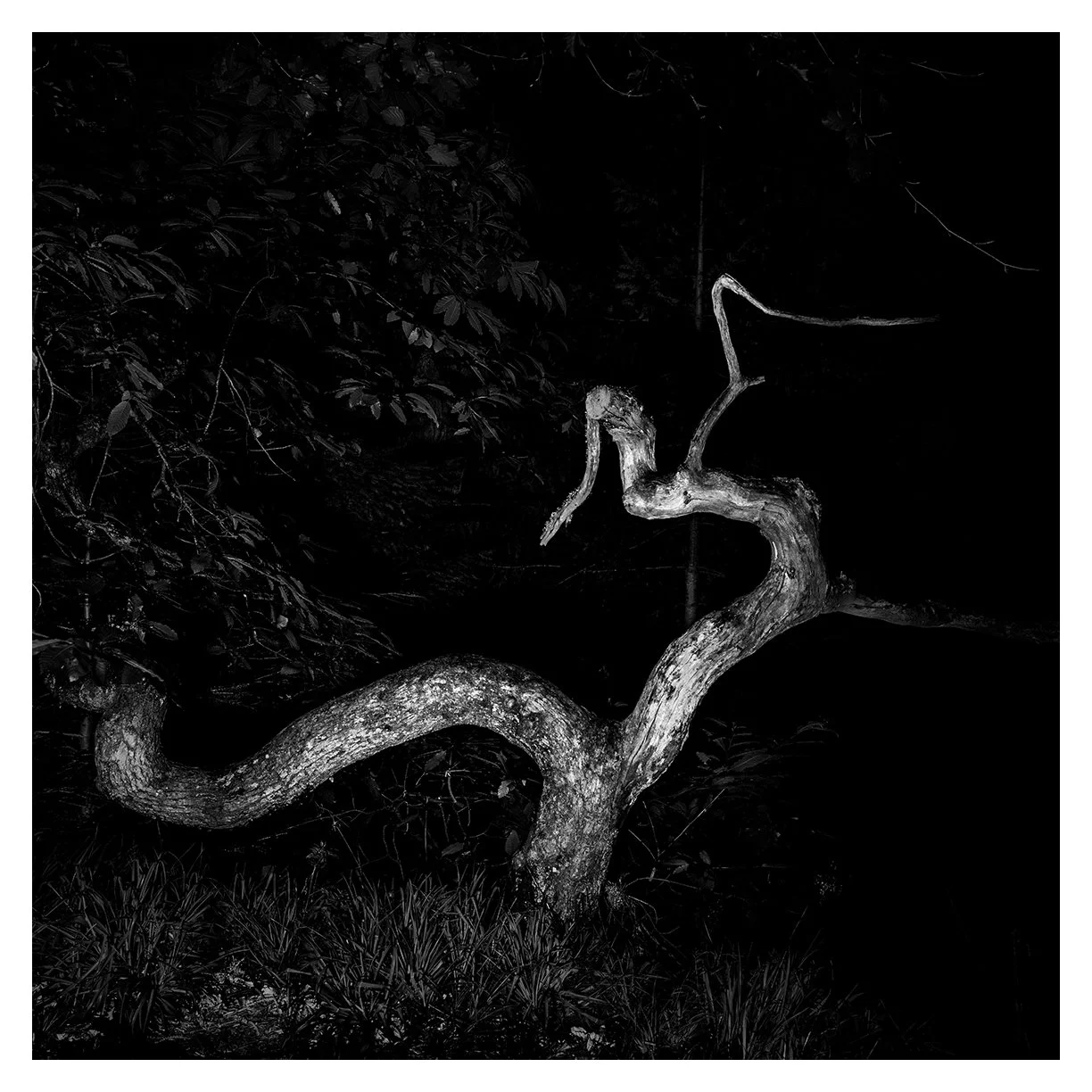 CONTORTION 