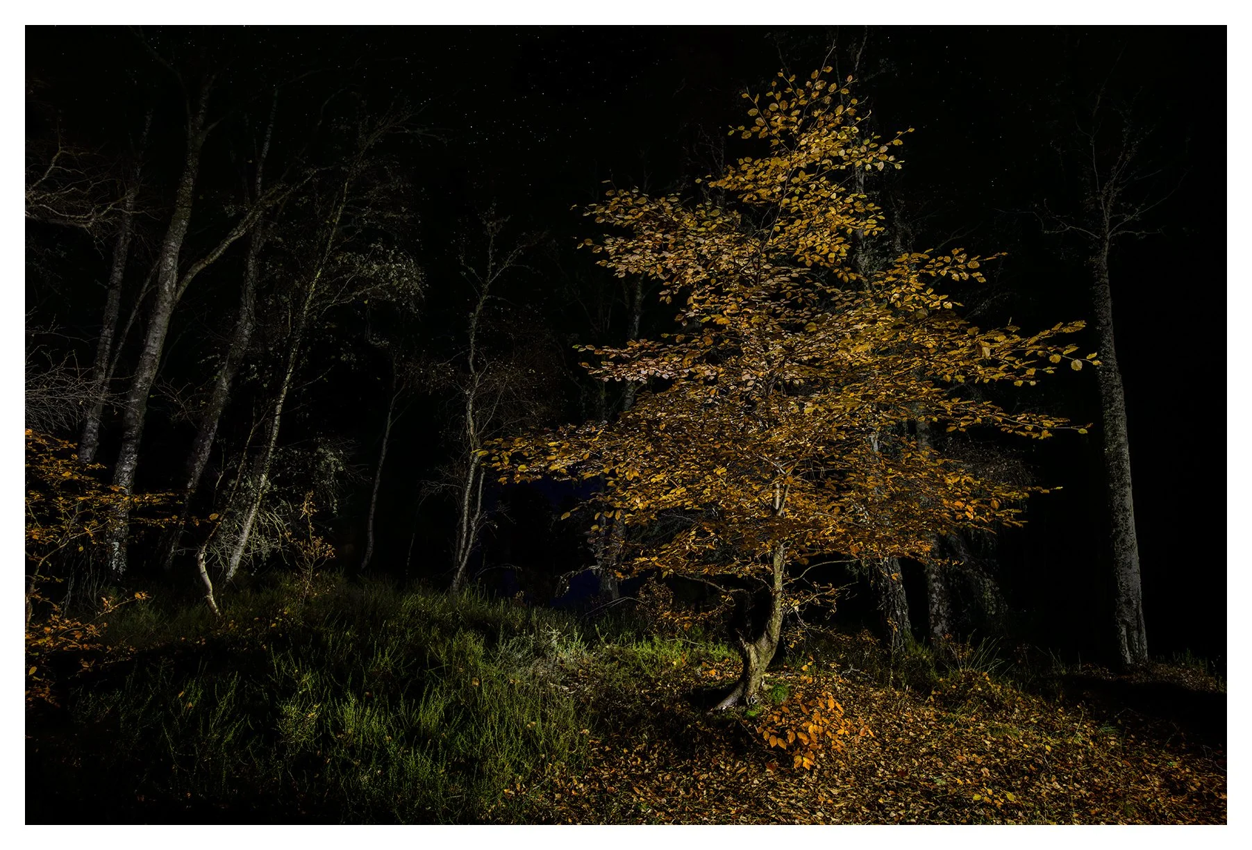 AUTUMN'S LAST