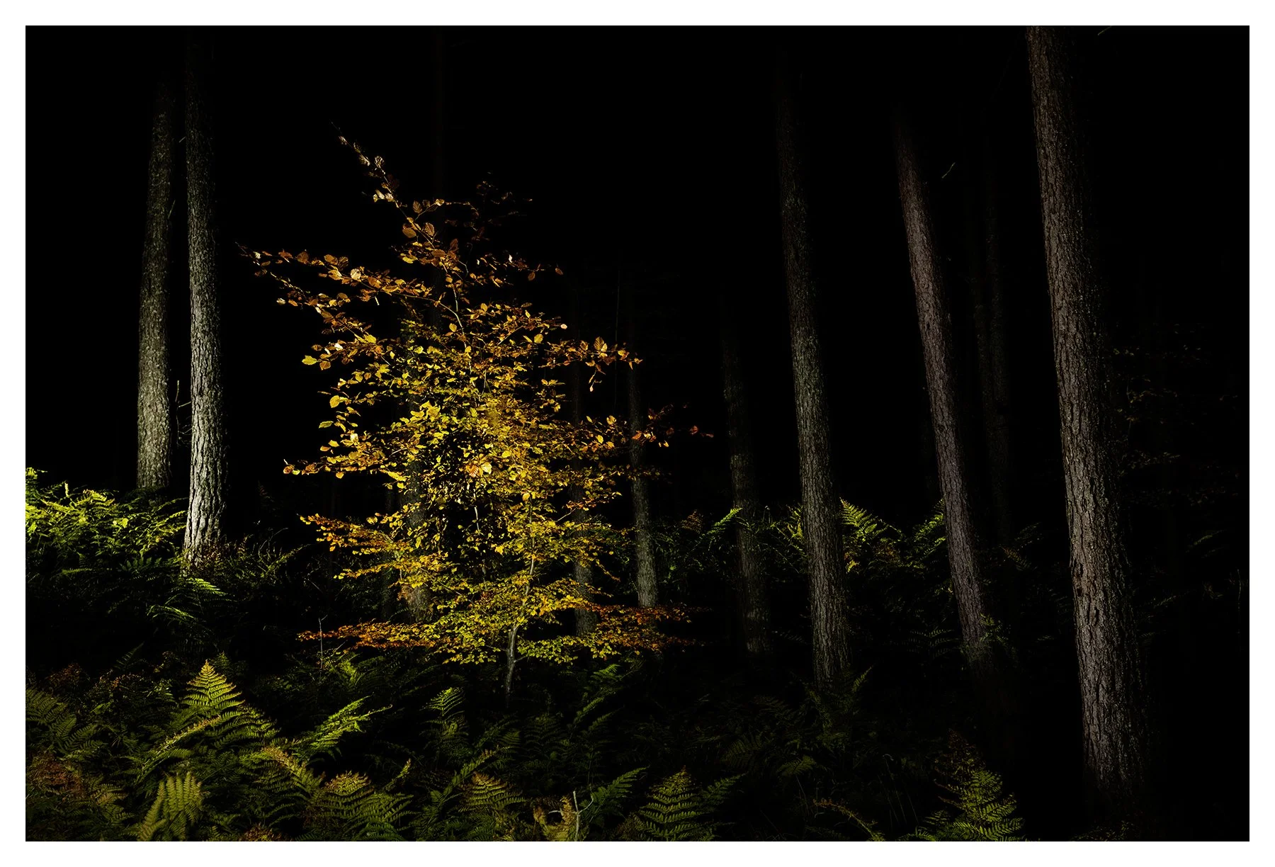 AUTUMN REMNANT