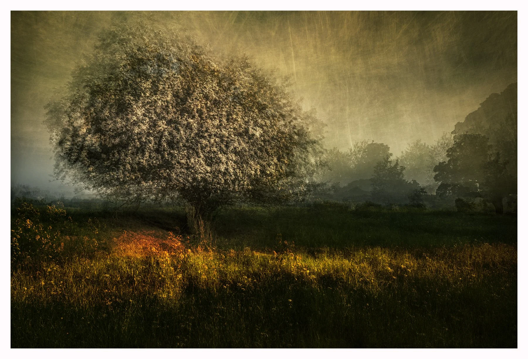 VERNAL MOOD#1
