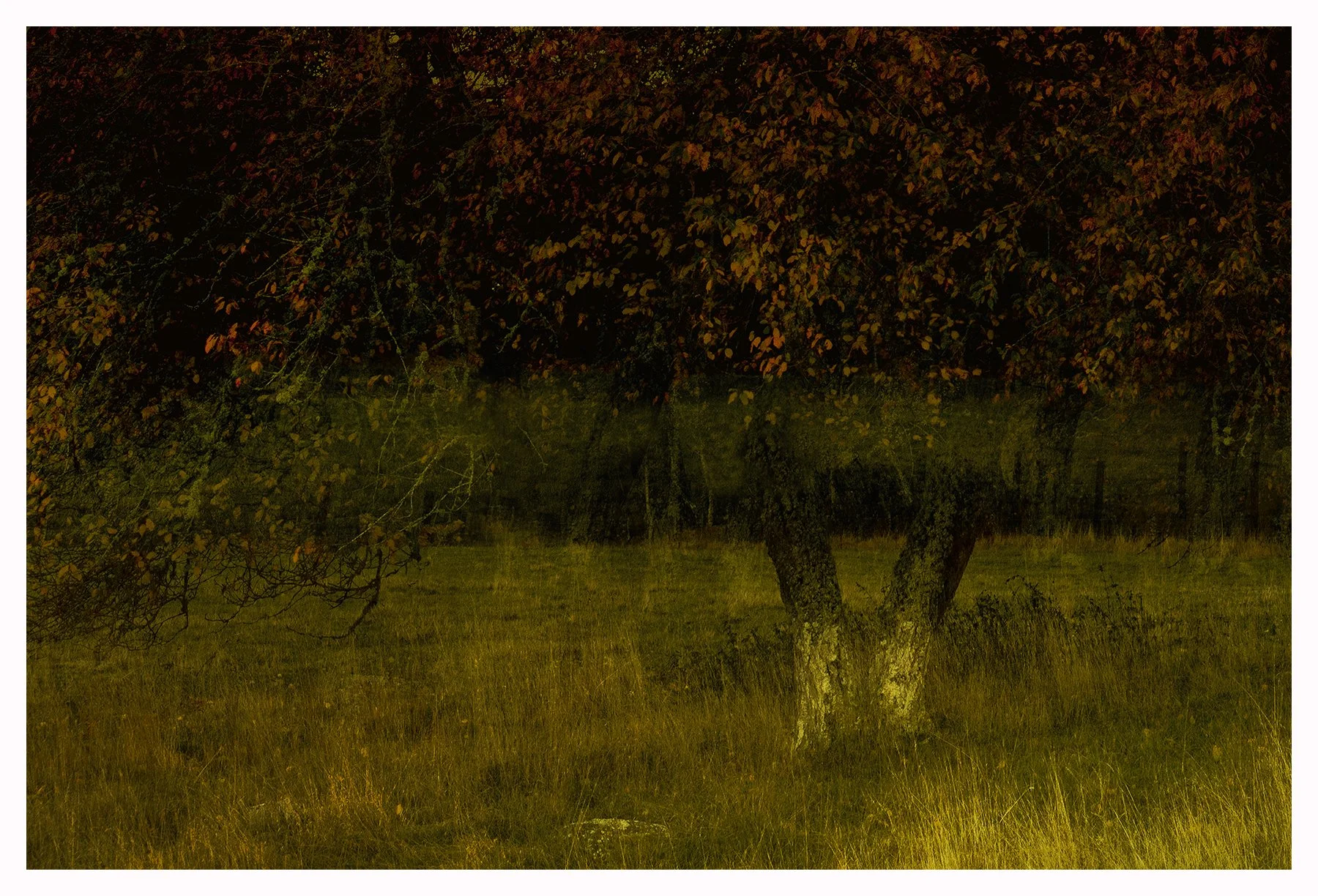 AUTUMN VEIL 3