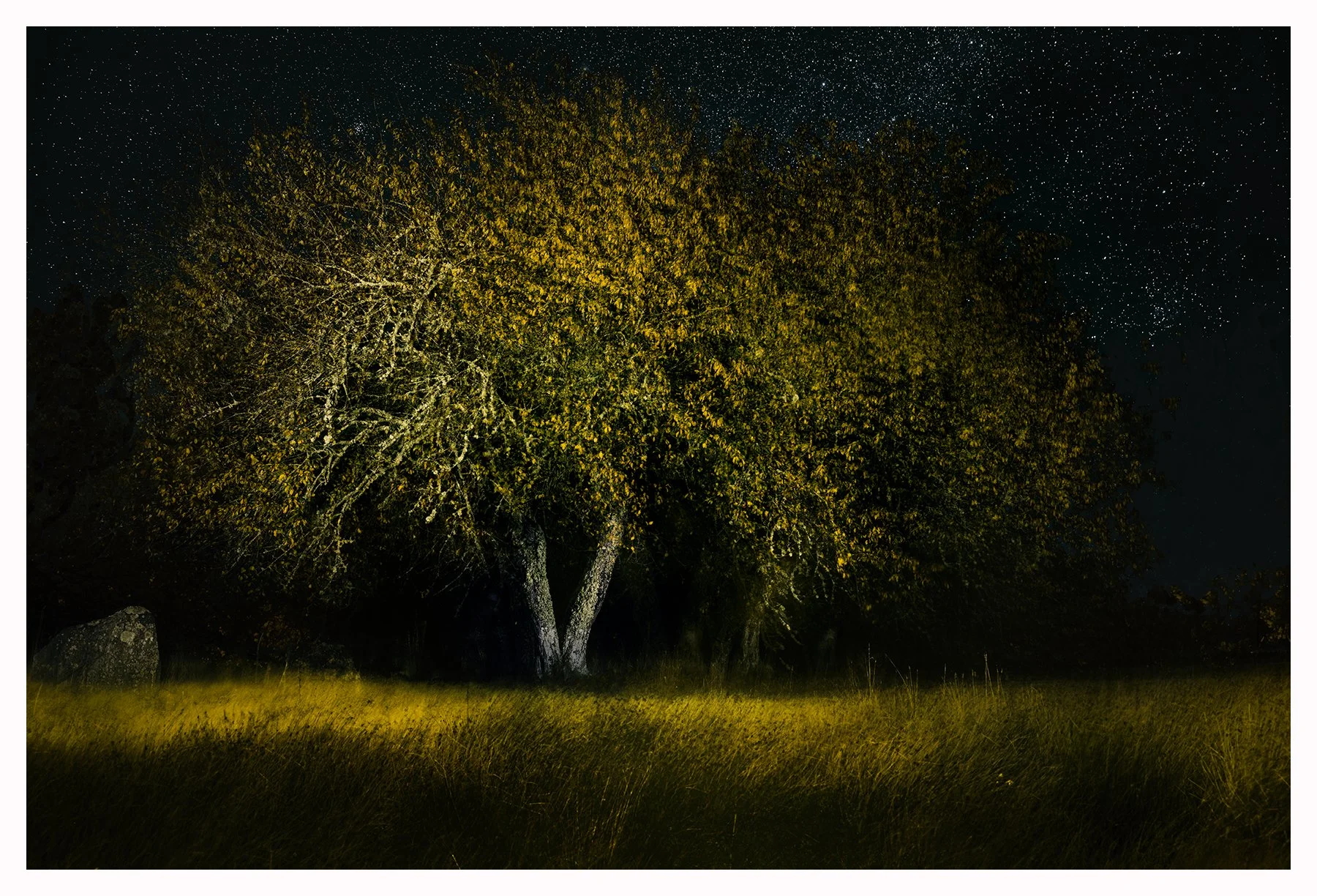 CHERRY NOCTURN