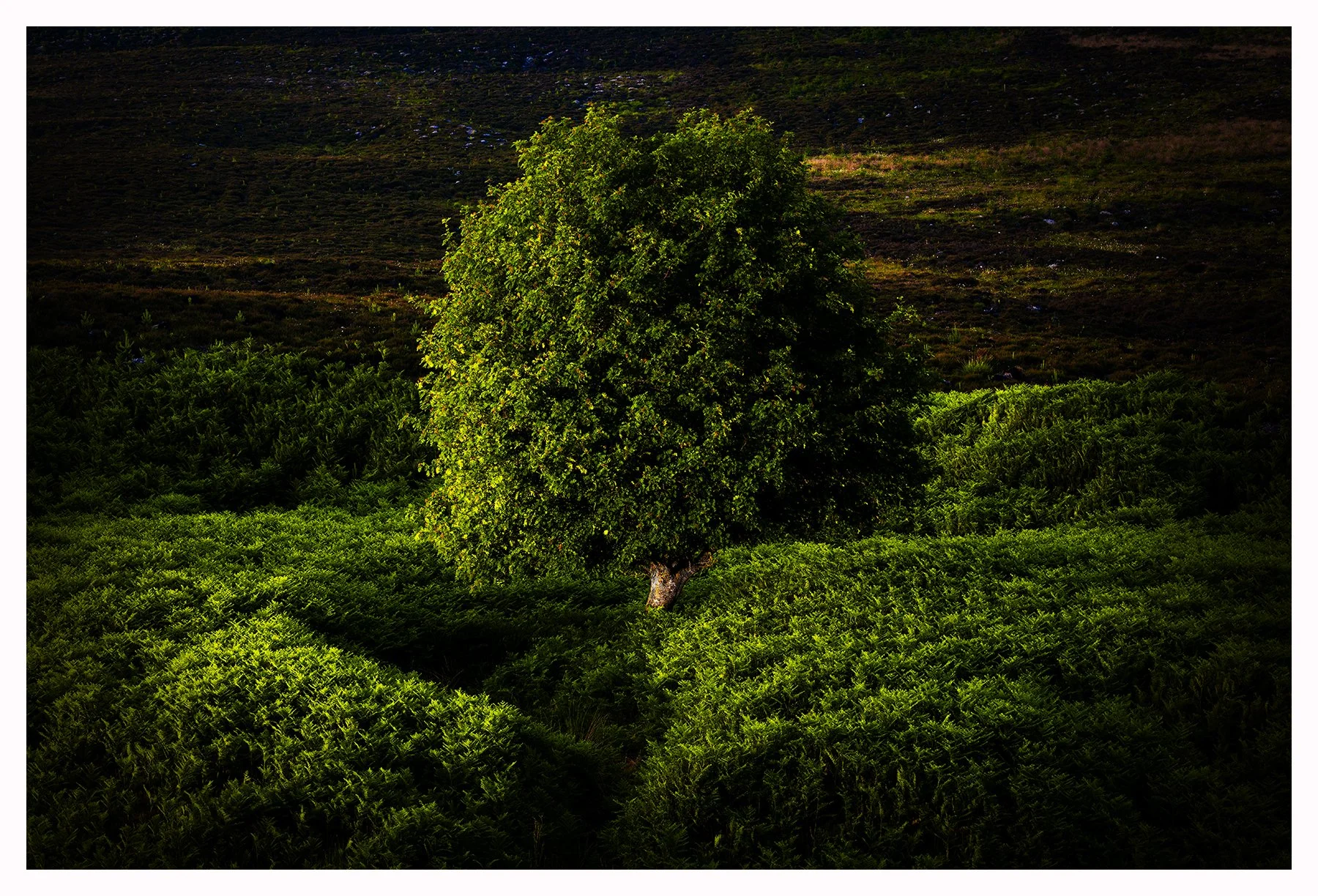 ROWAN OF THE ANCESTORS