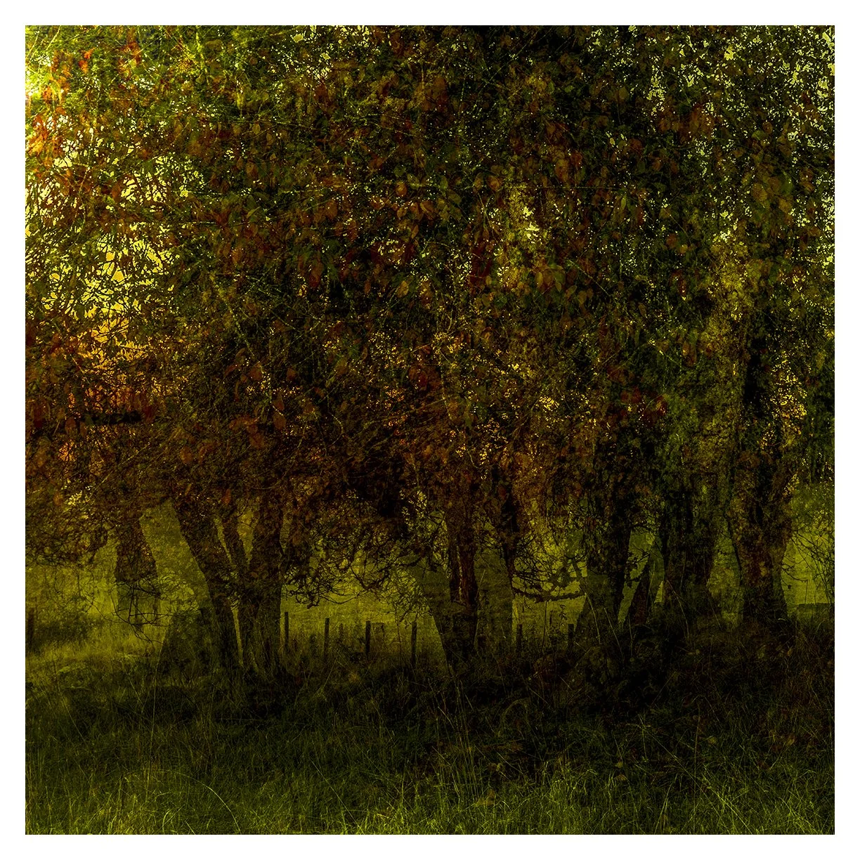 AUTUMN HUES