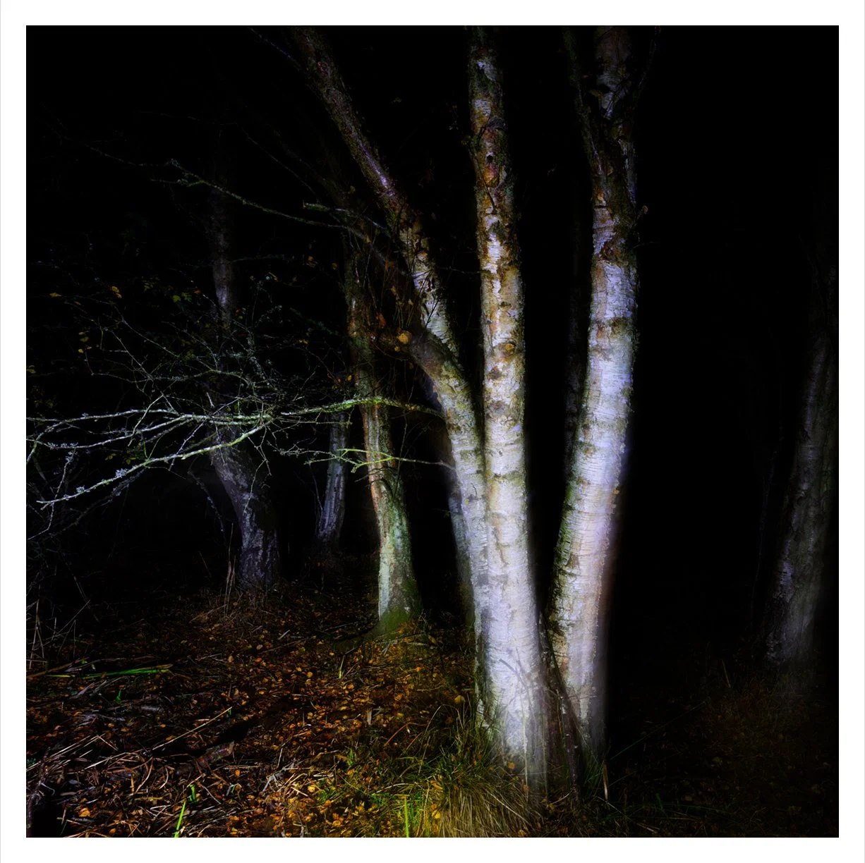 NIGHT SILVER