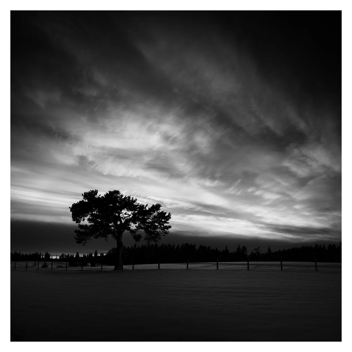 PRESLEY PINE
