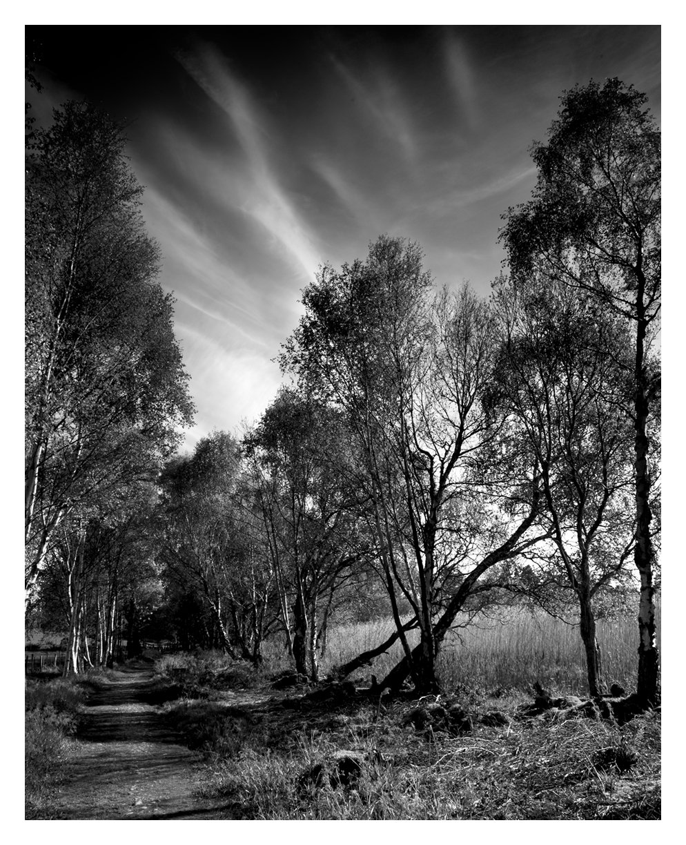 BLAIRS BIRCHES 