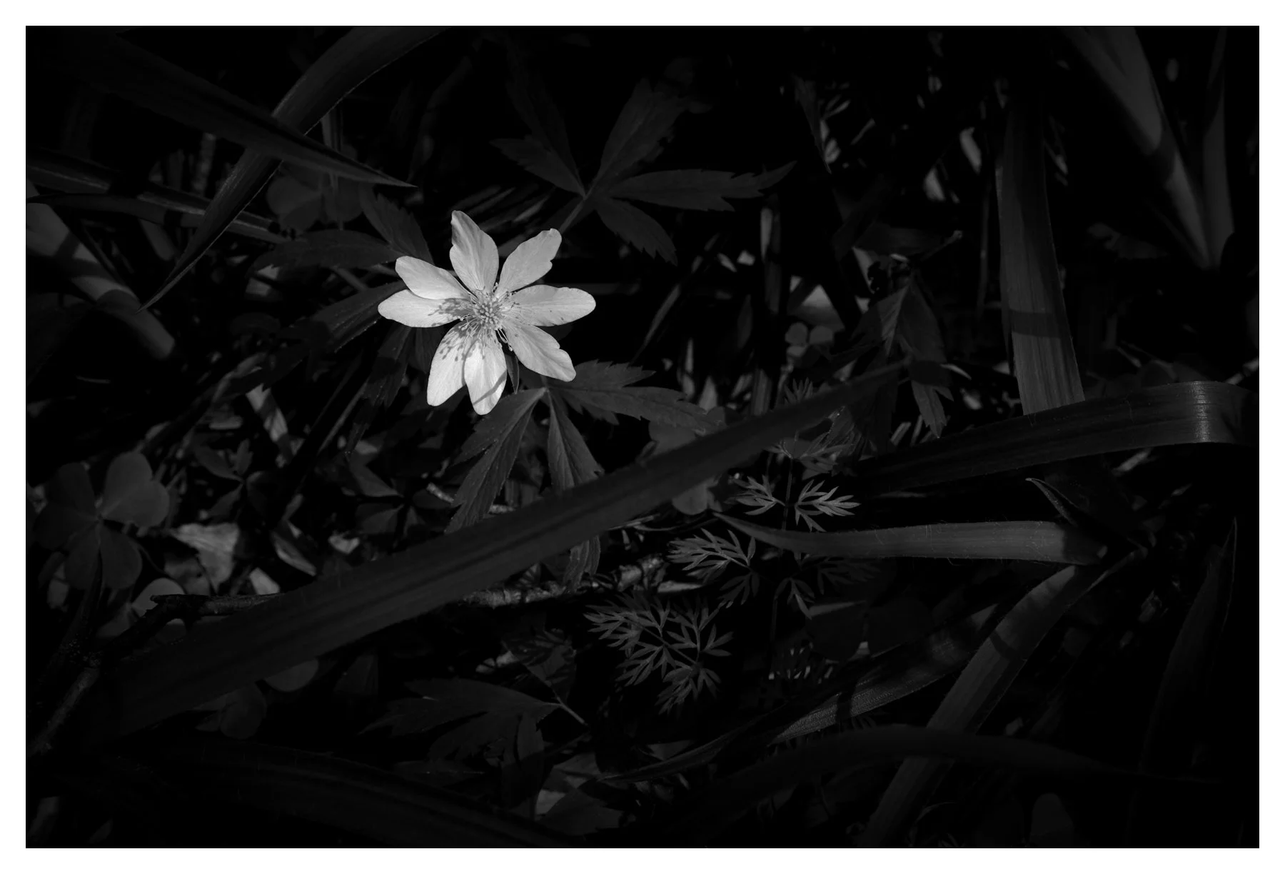 WINDFLOWER
