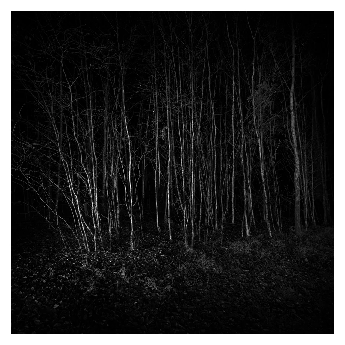  THE THICKET
