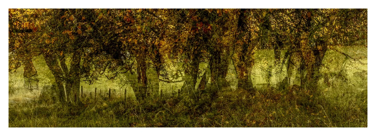 MORAY AUTUMN