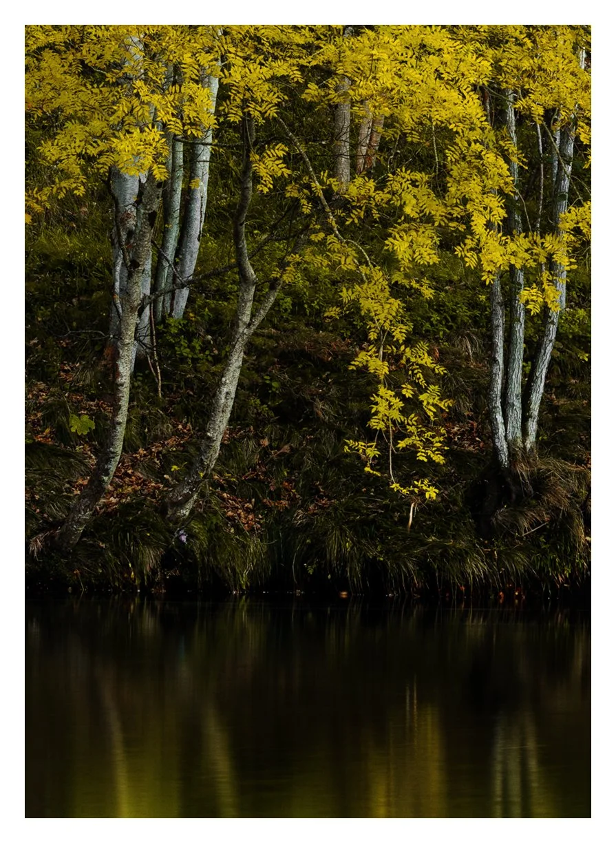 GOLDEN ROWAN