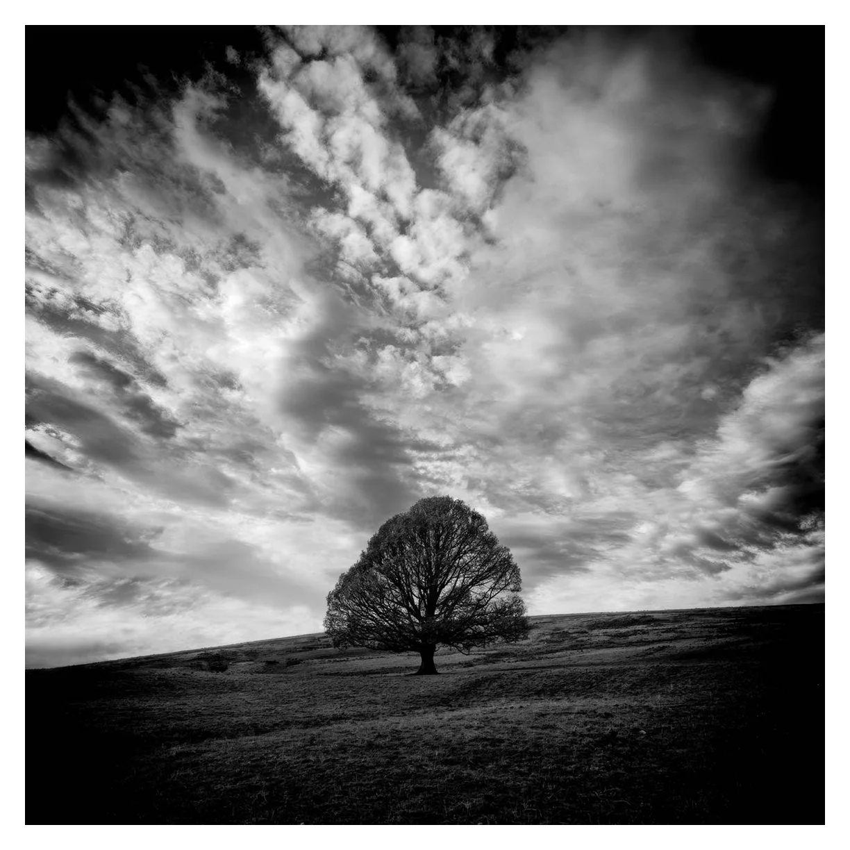 ROY OAK FAN