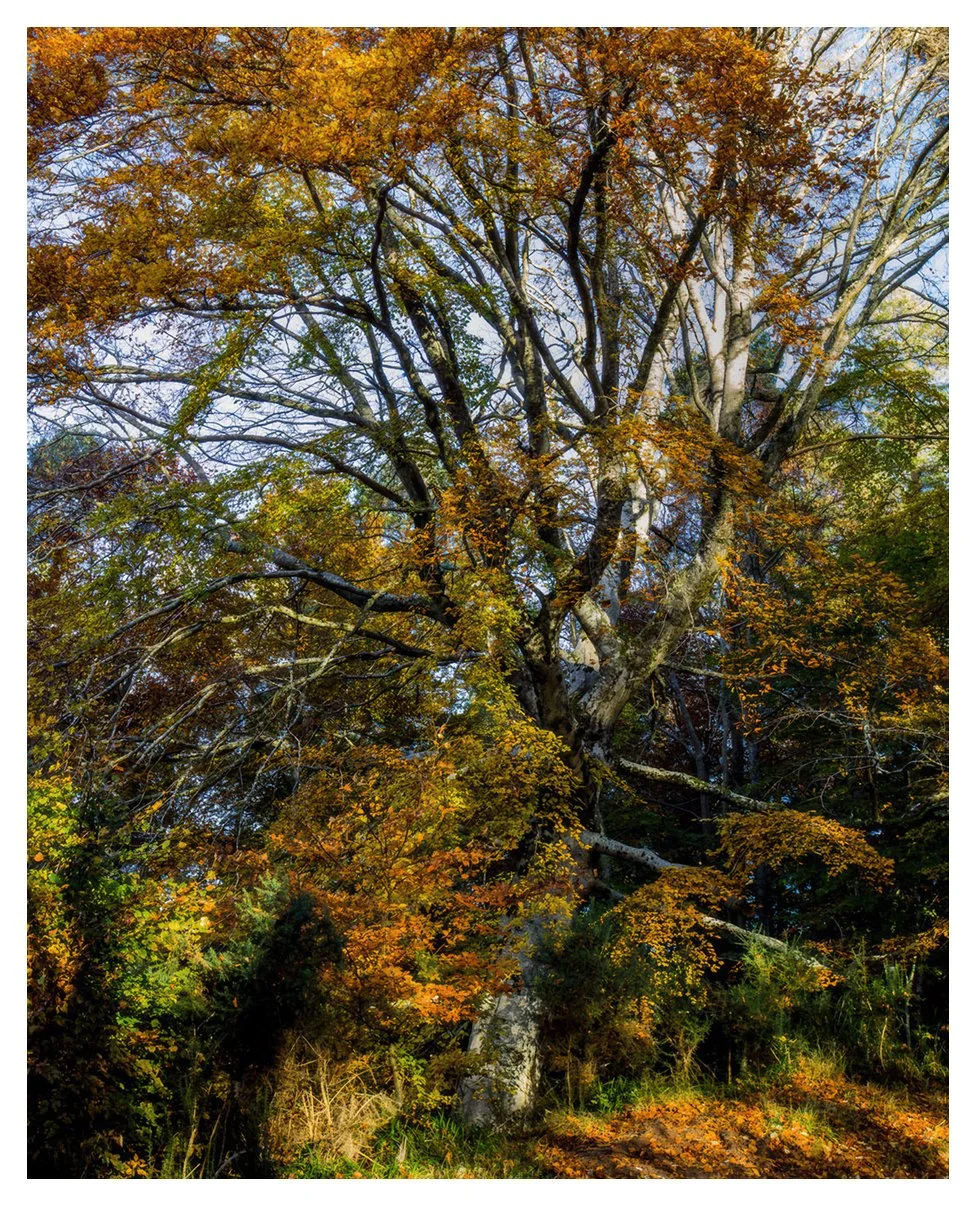 FIRETREE