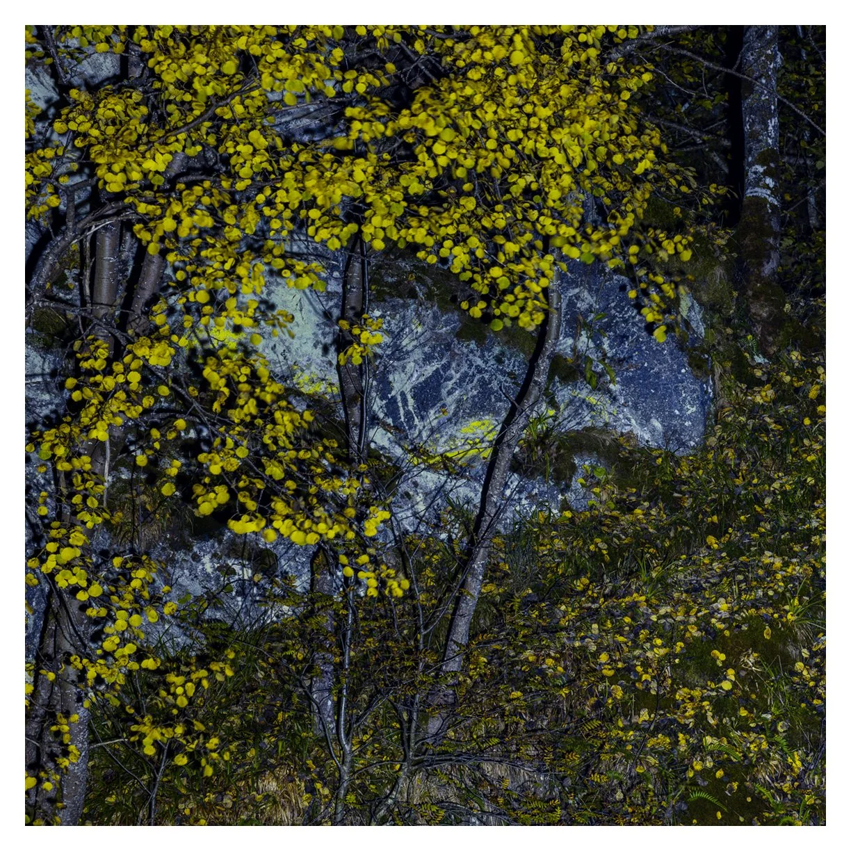 ASPEN NOCTERN