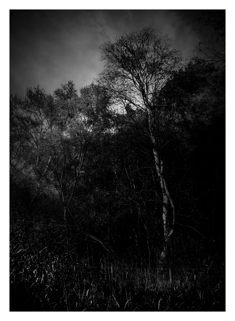 SILVER VEIN