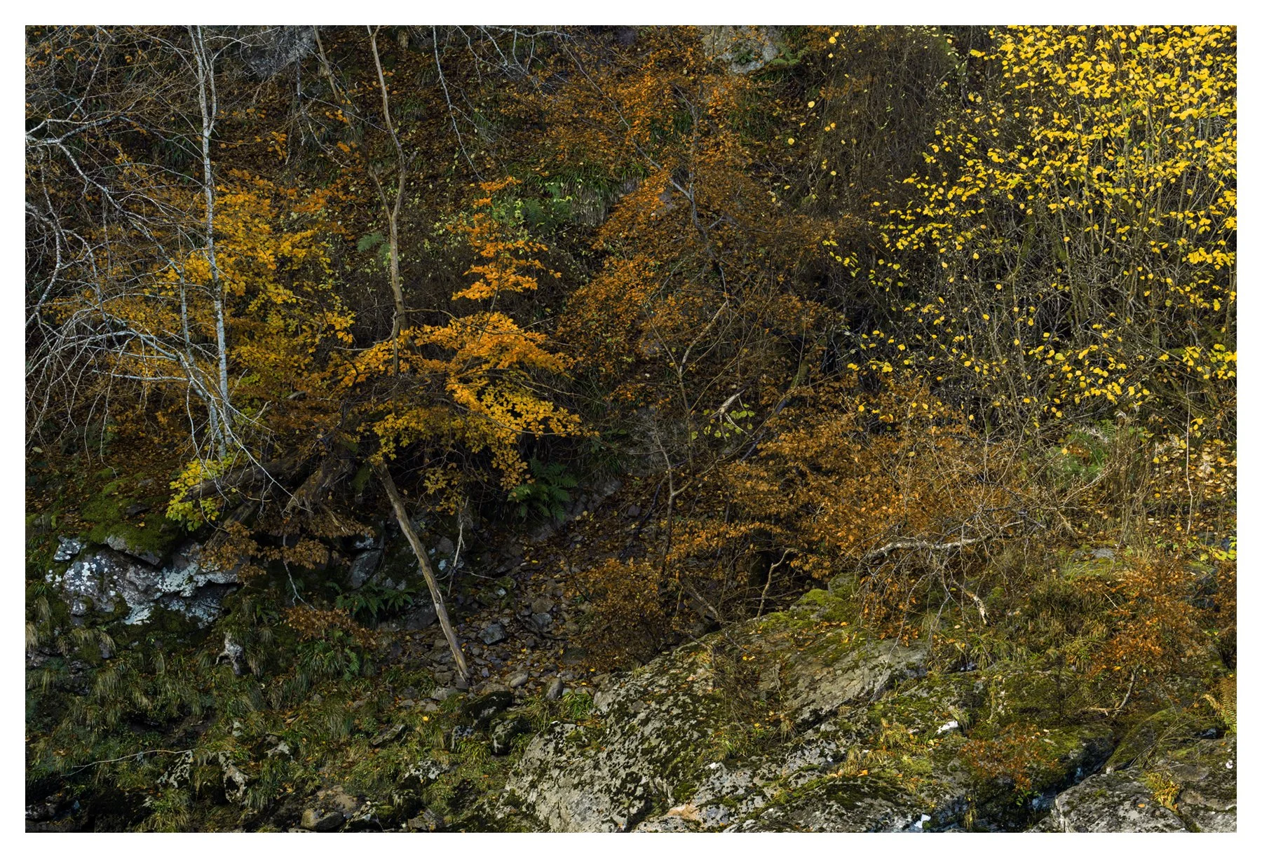 AUTUMN TONES