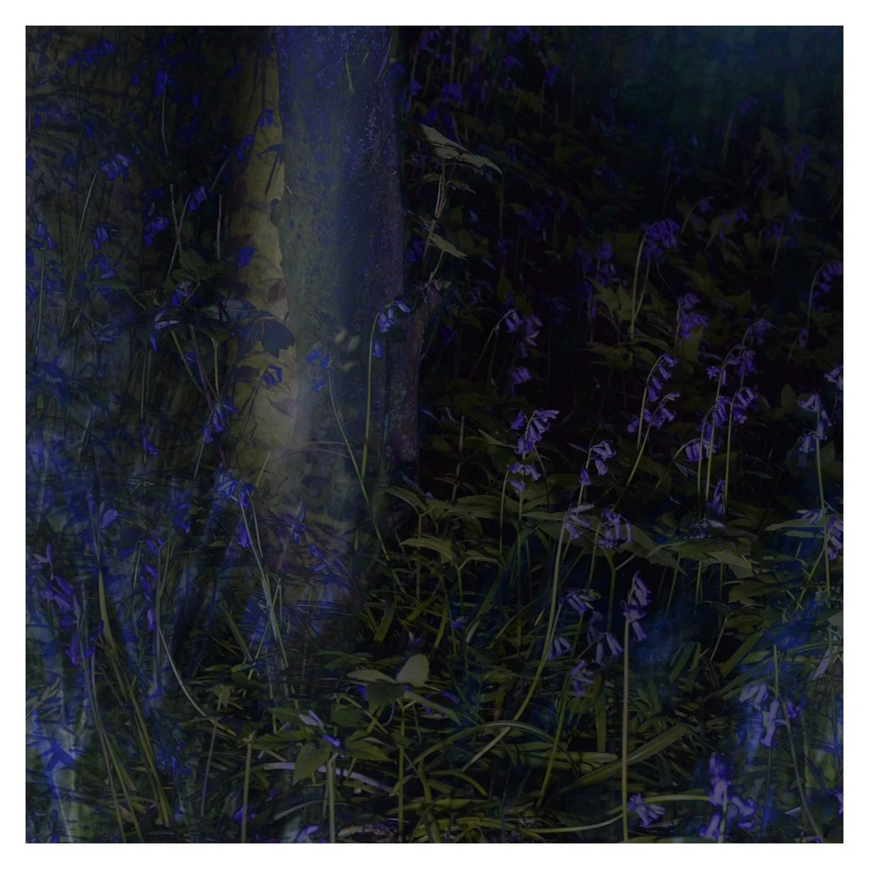 BLUEBELL MIST