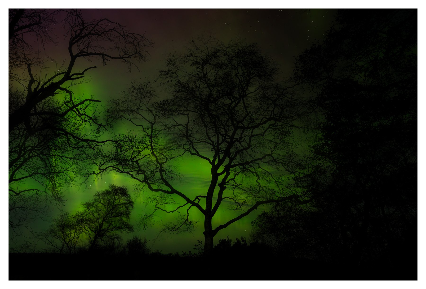 FOREST ETHERIA