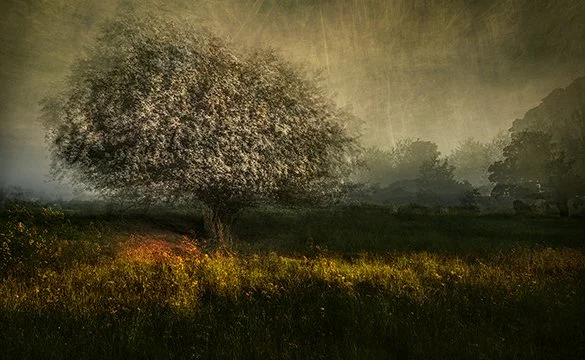 “SHARP AND SHOOGLY” - THE STORY BEHIND “VERNAL MOOD#1”&nbsp;
