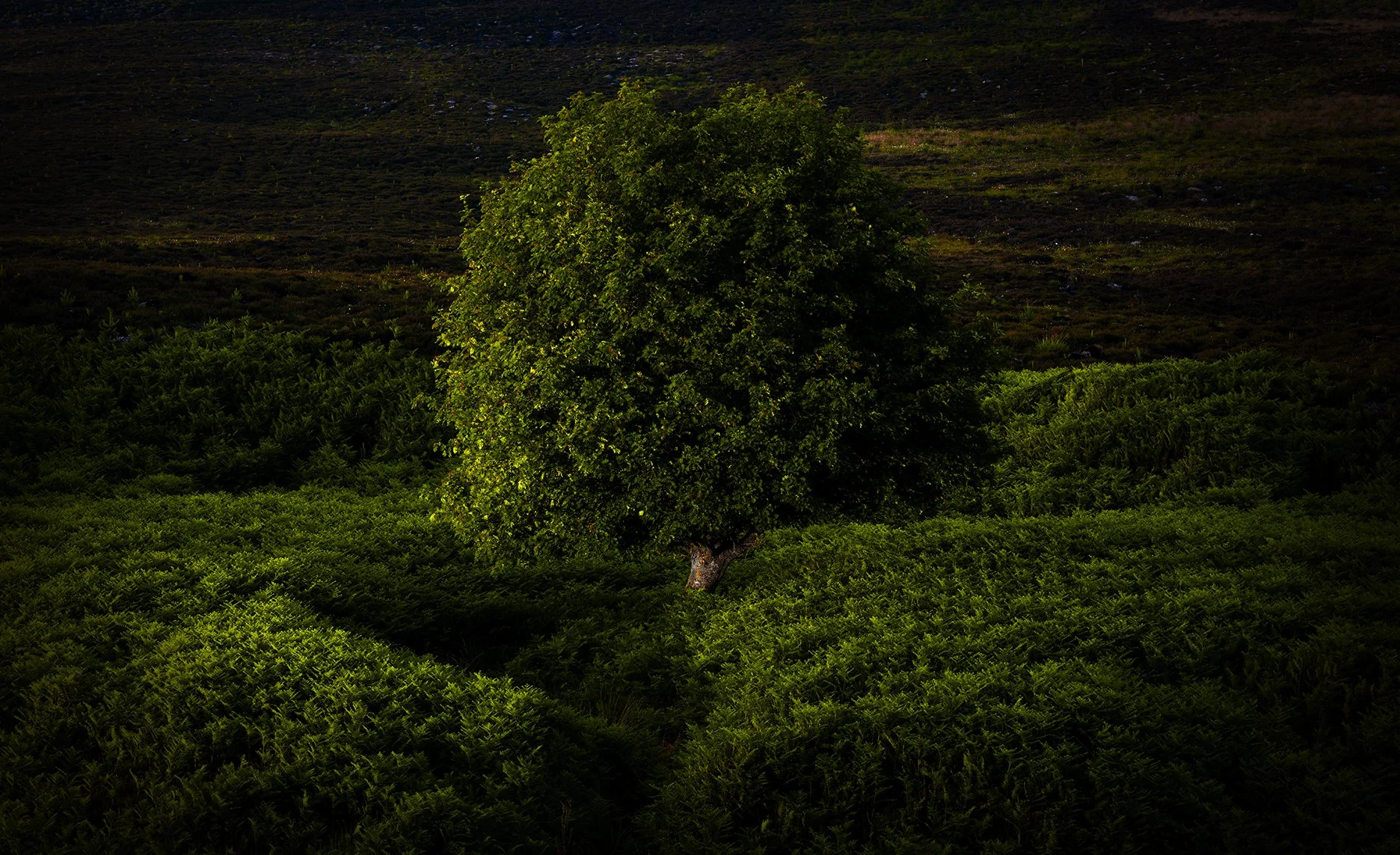 ISMACD_55A7567 - ROWAN NOCTERN.jpg