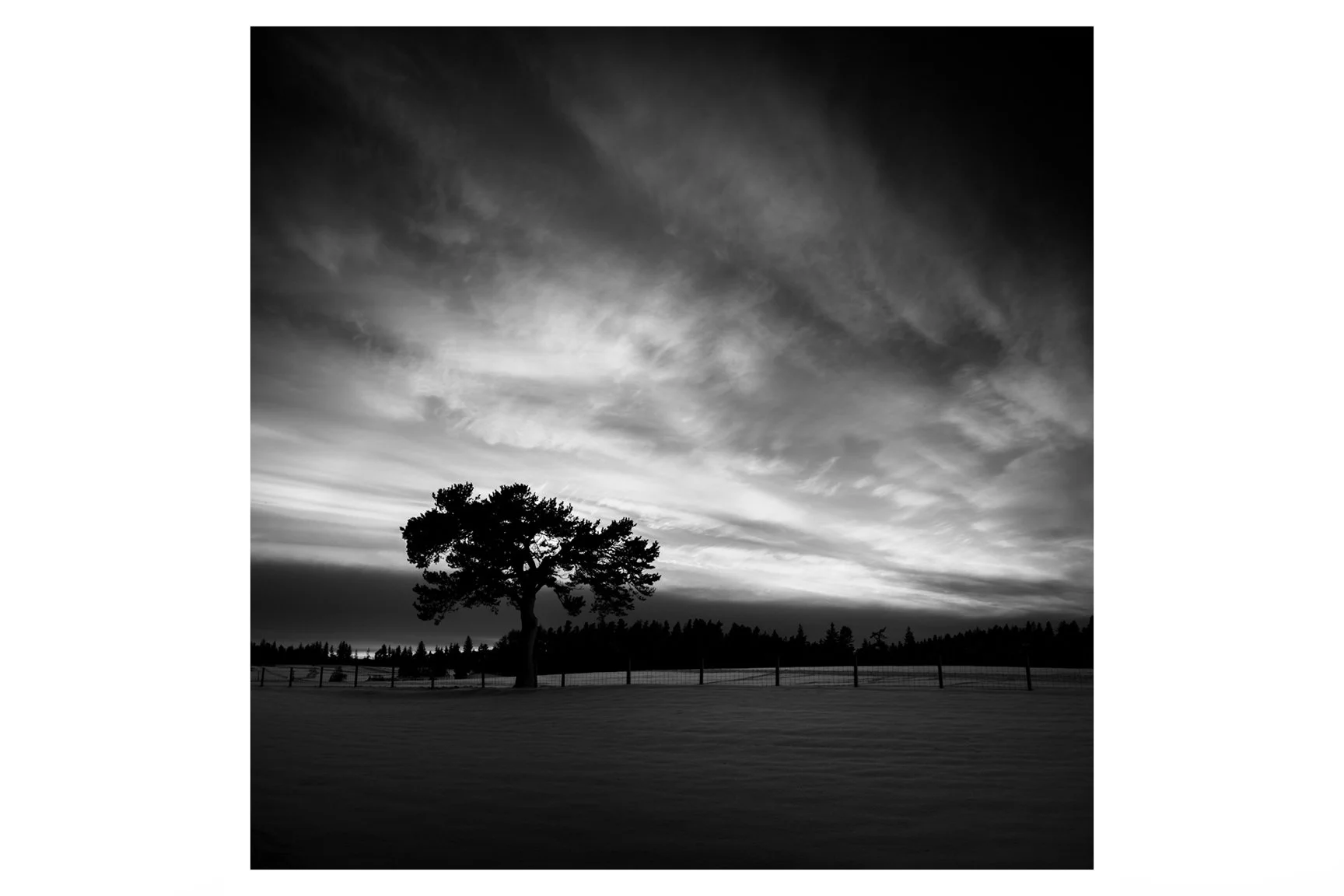 PRESLEY PINE