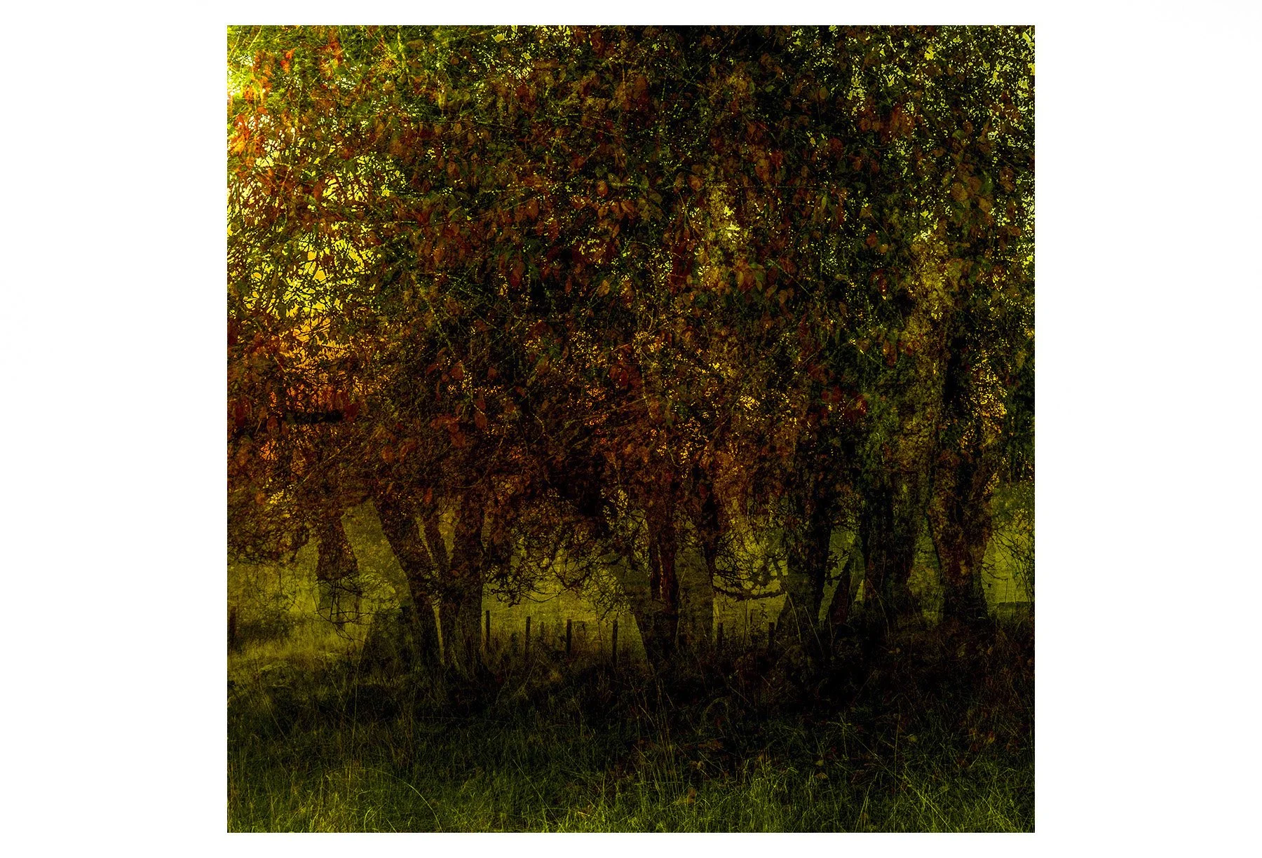 AUTUMN HUES