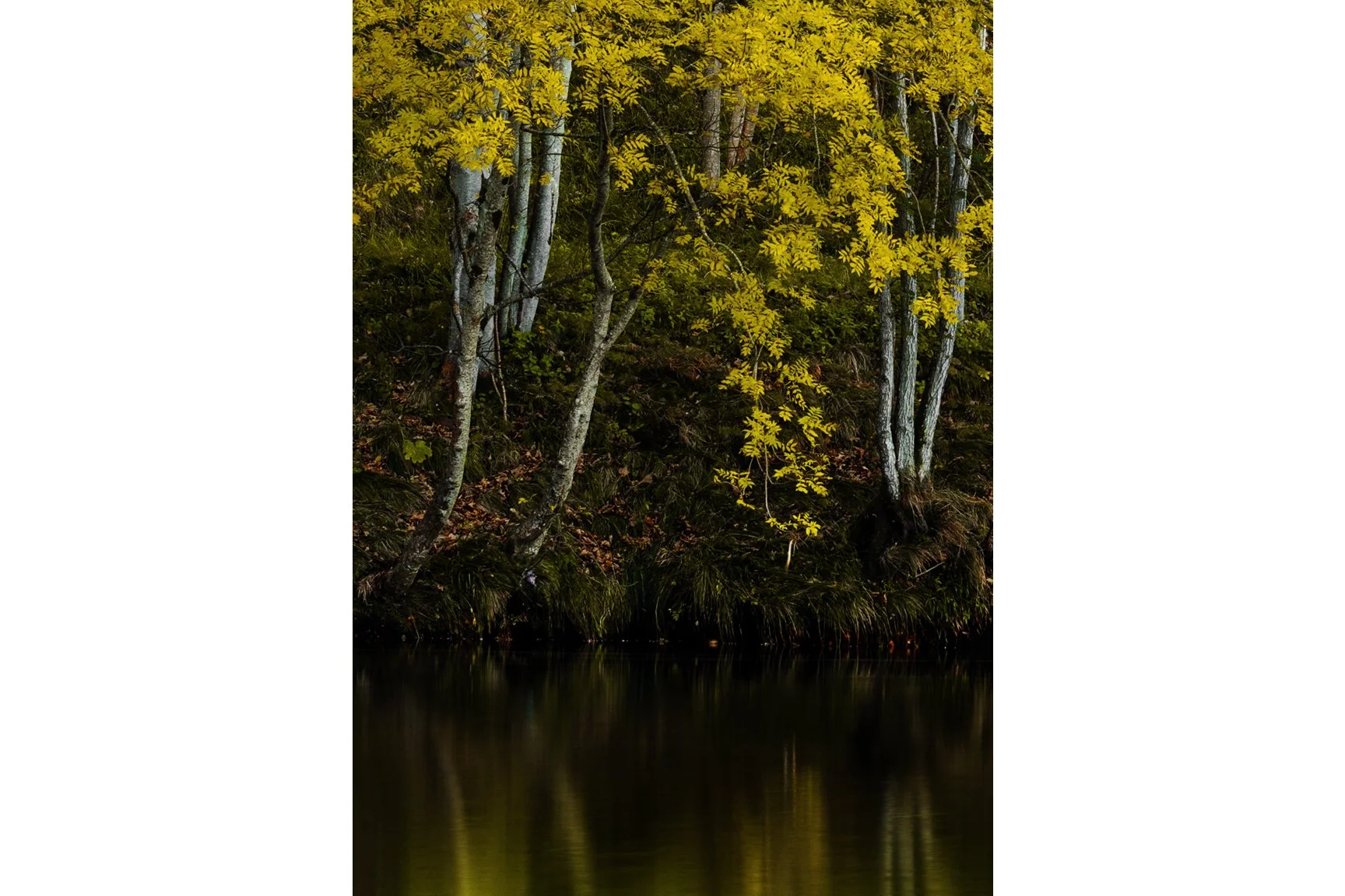 GOLDEN ROWAN