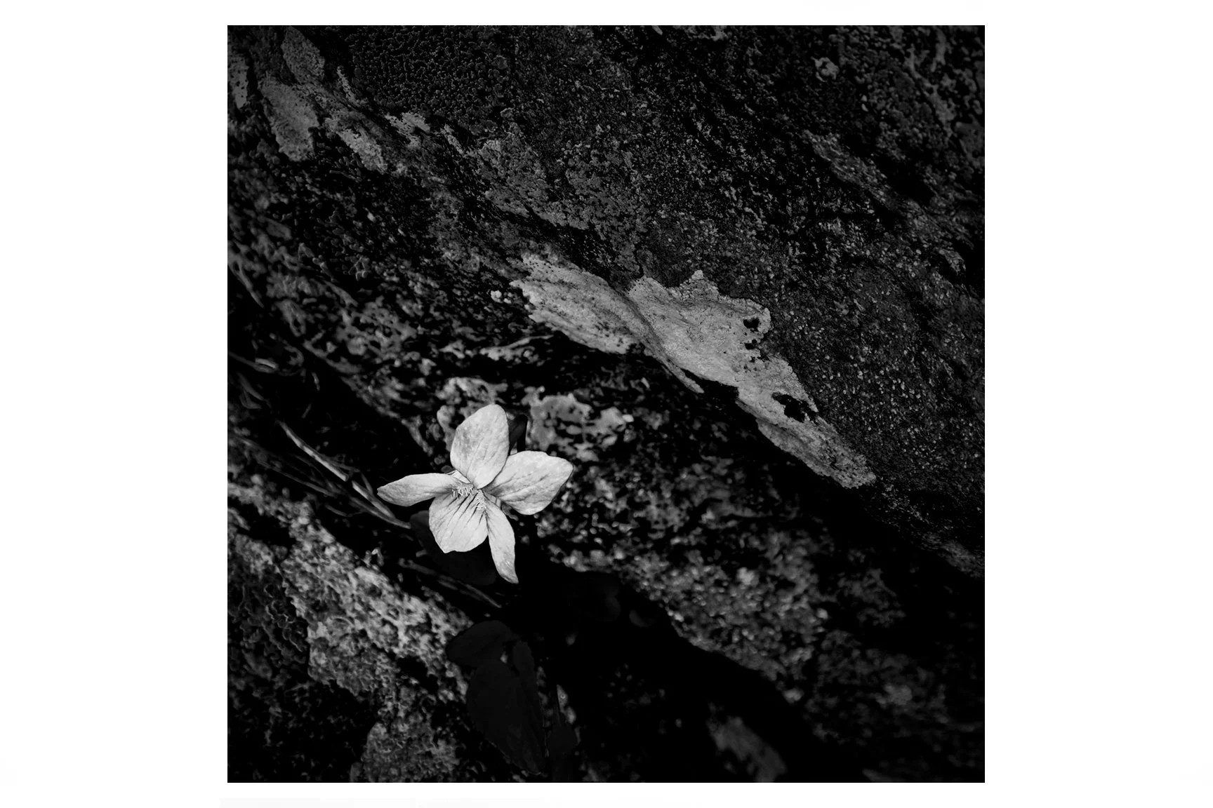 ISMACD_F088839 - LONELY DOG VIOLET. cop (1).jpg