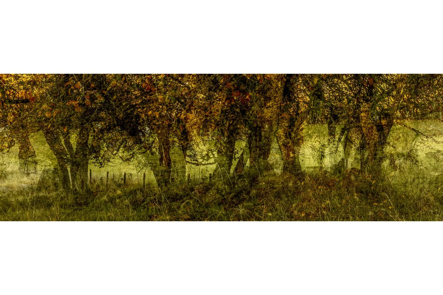 MORAY AUTUMN
