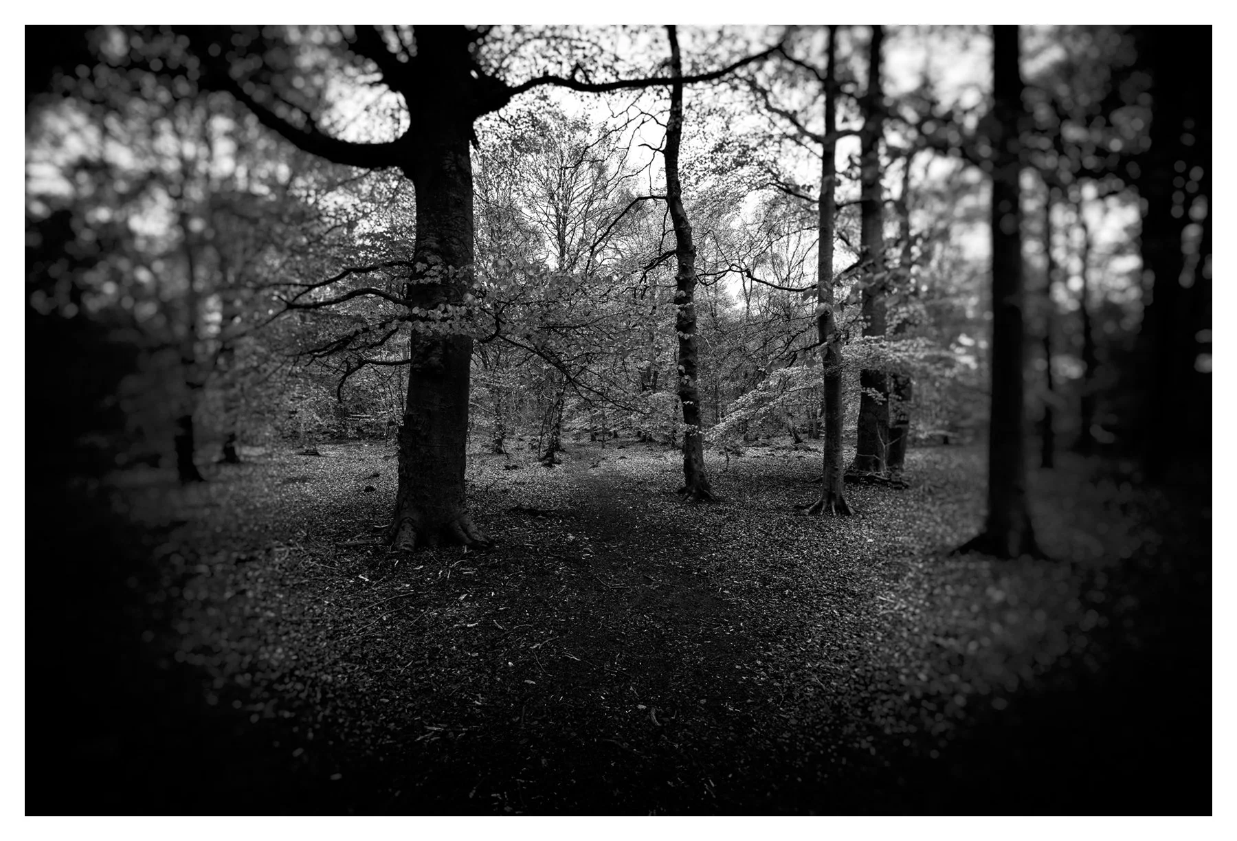 FINDRASSIE WOOD