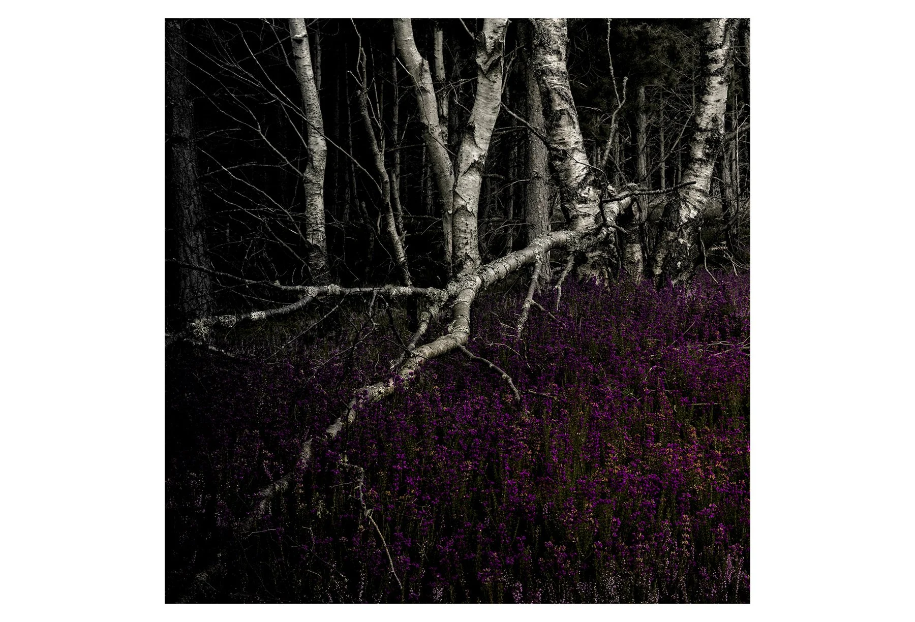 ISMACD_F8A0092 - BIRCH BELLS copya copy.jpg