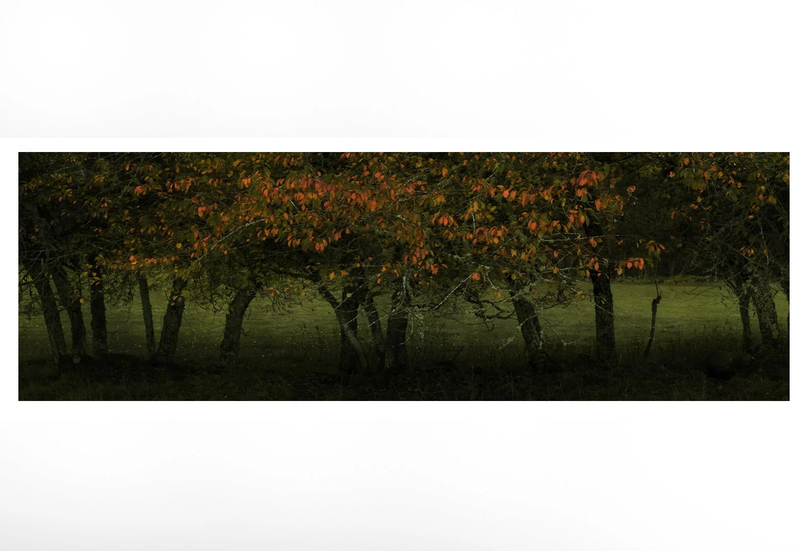 AUTUMN VEIL 2