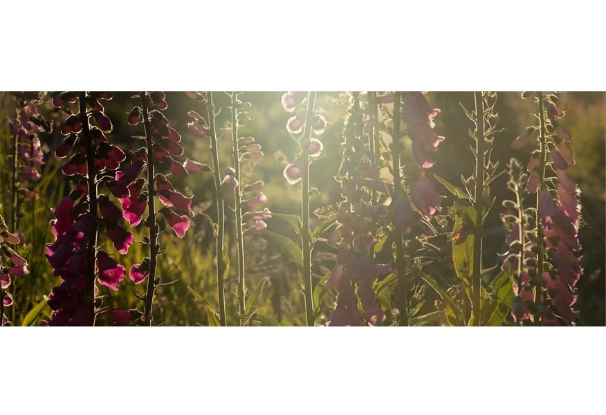 FAIRY WOMAN'S FLOWERS