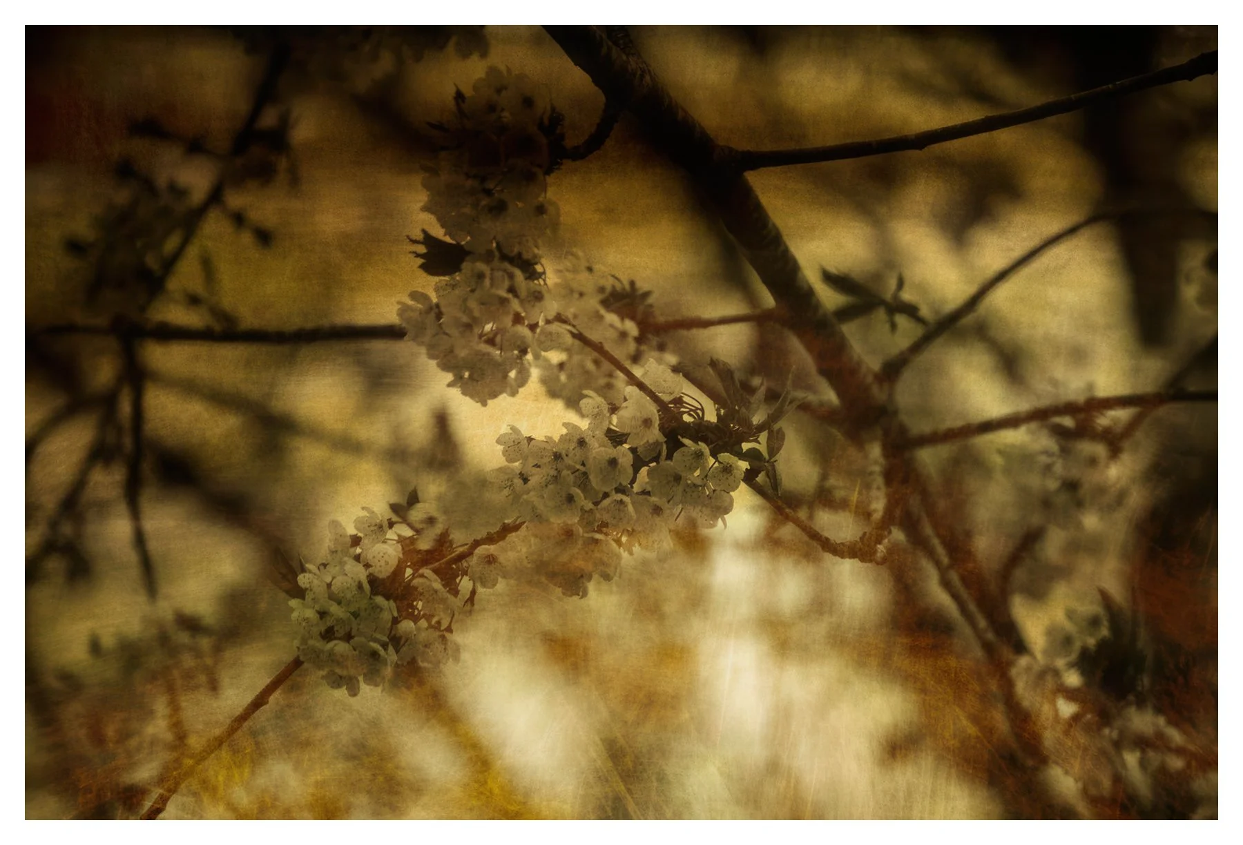 ISMACD_55A7265-SEPIA SPRING copy.jpg