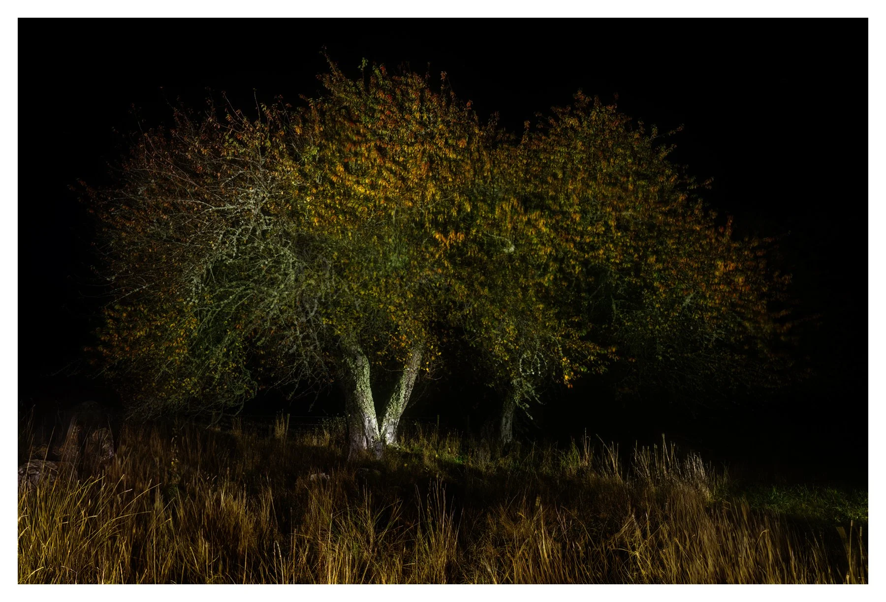 NIGHT GLORY