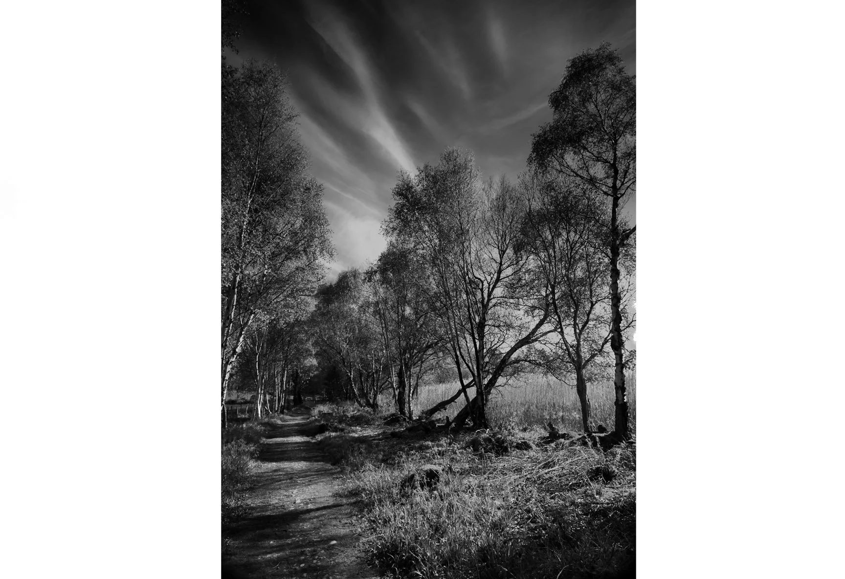 BLAIRS BIRCHES