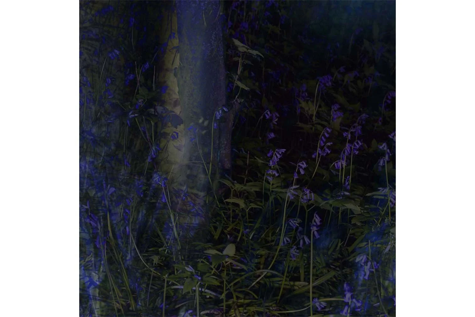 BLUEBELL MIST