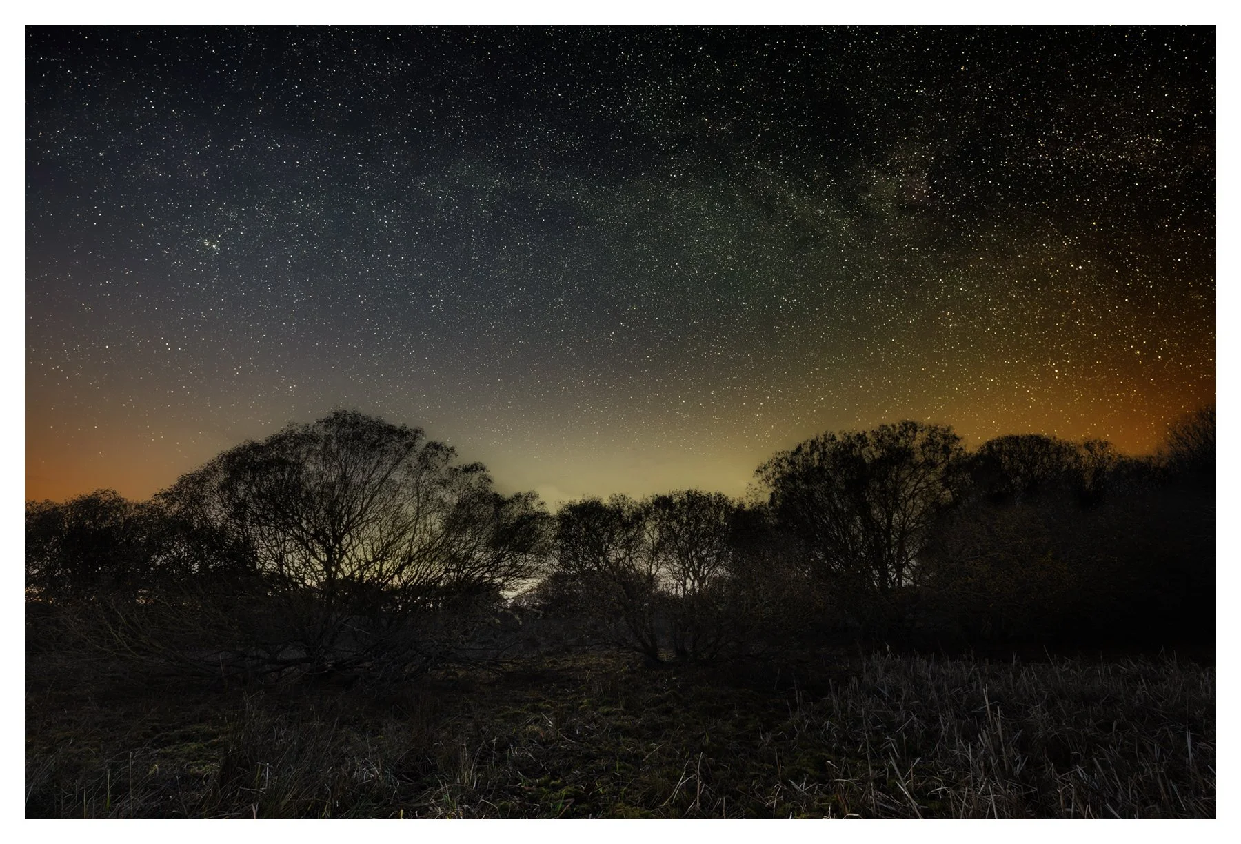 WILD LIGHTS