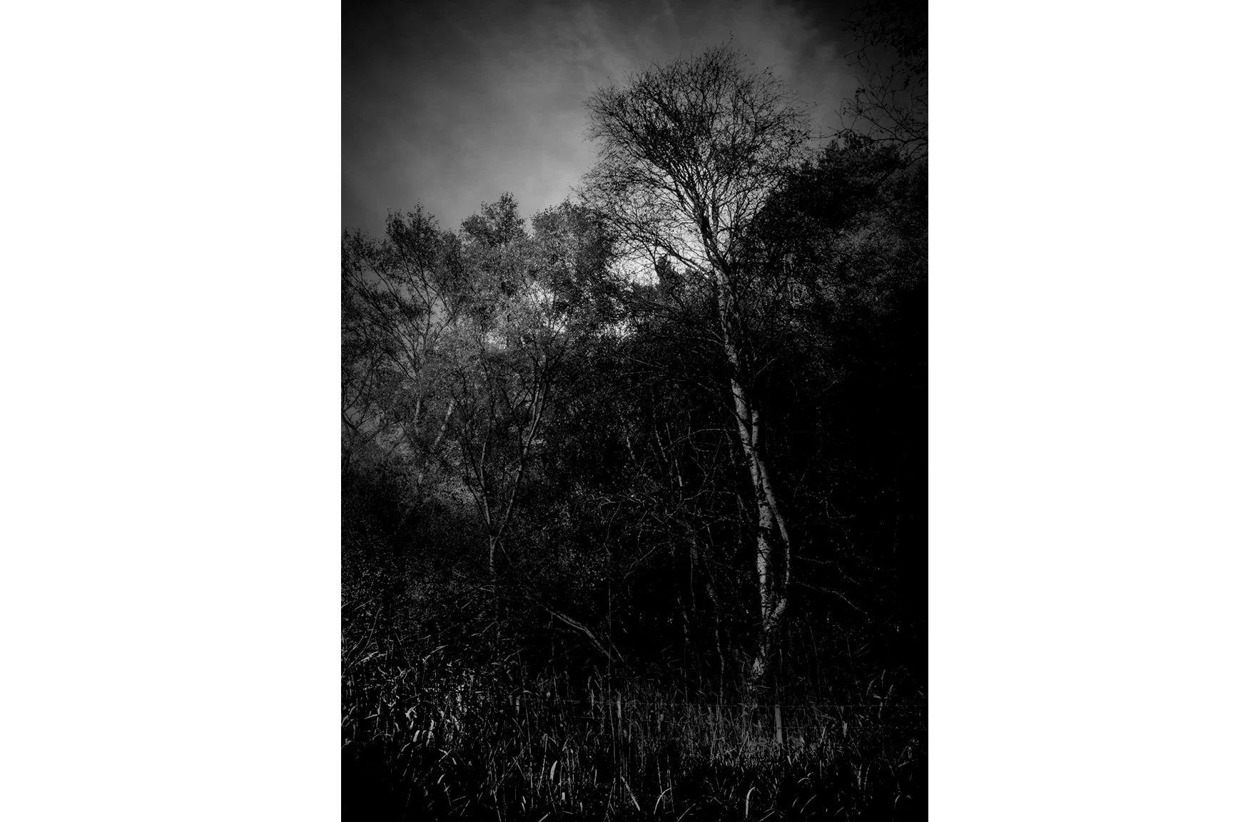 SILVER VEIN
