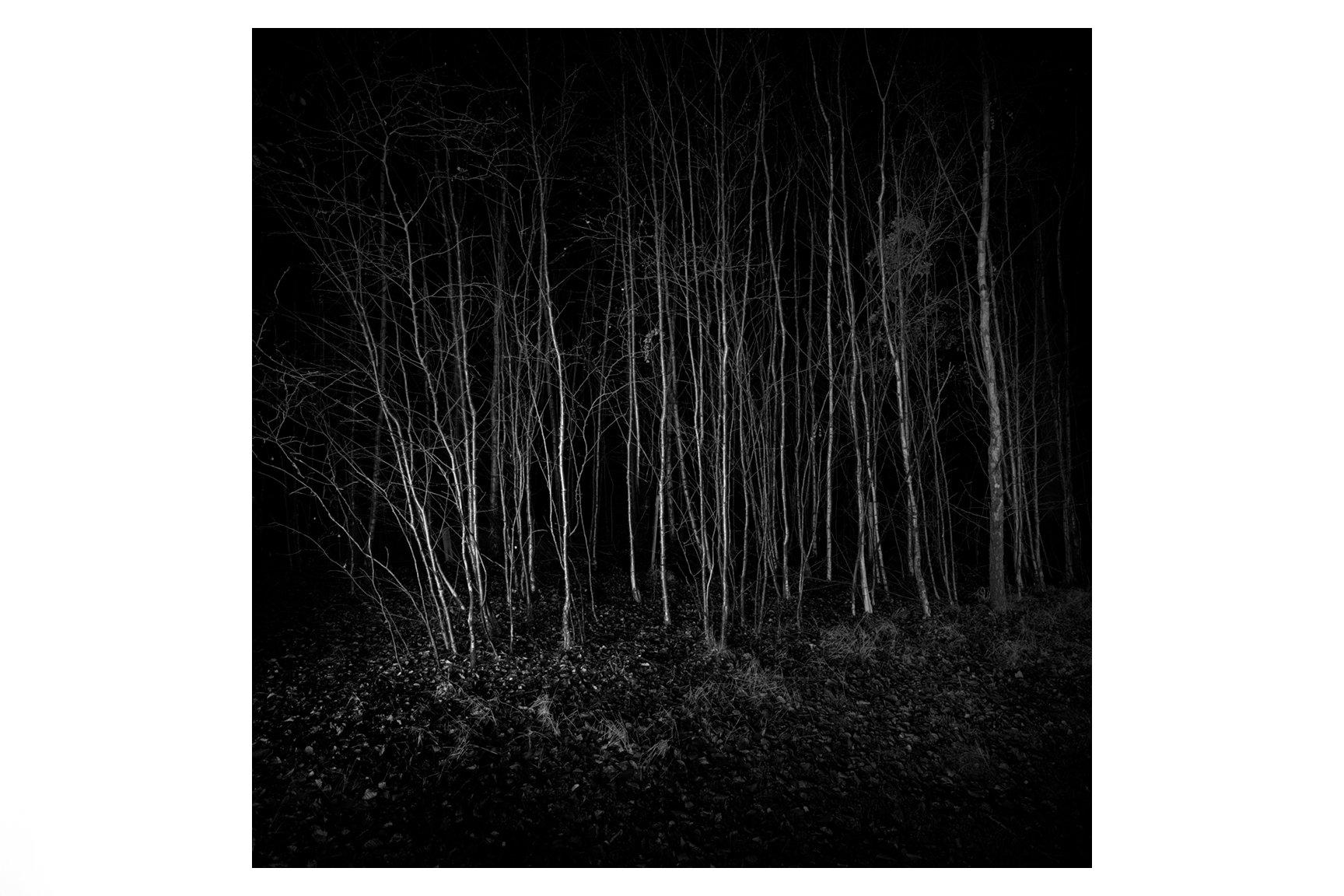 ISMACD_55A1836_1 - THE THICKET..jpg