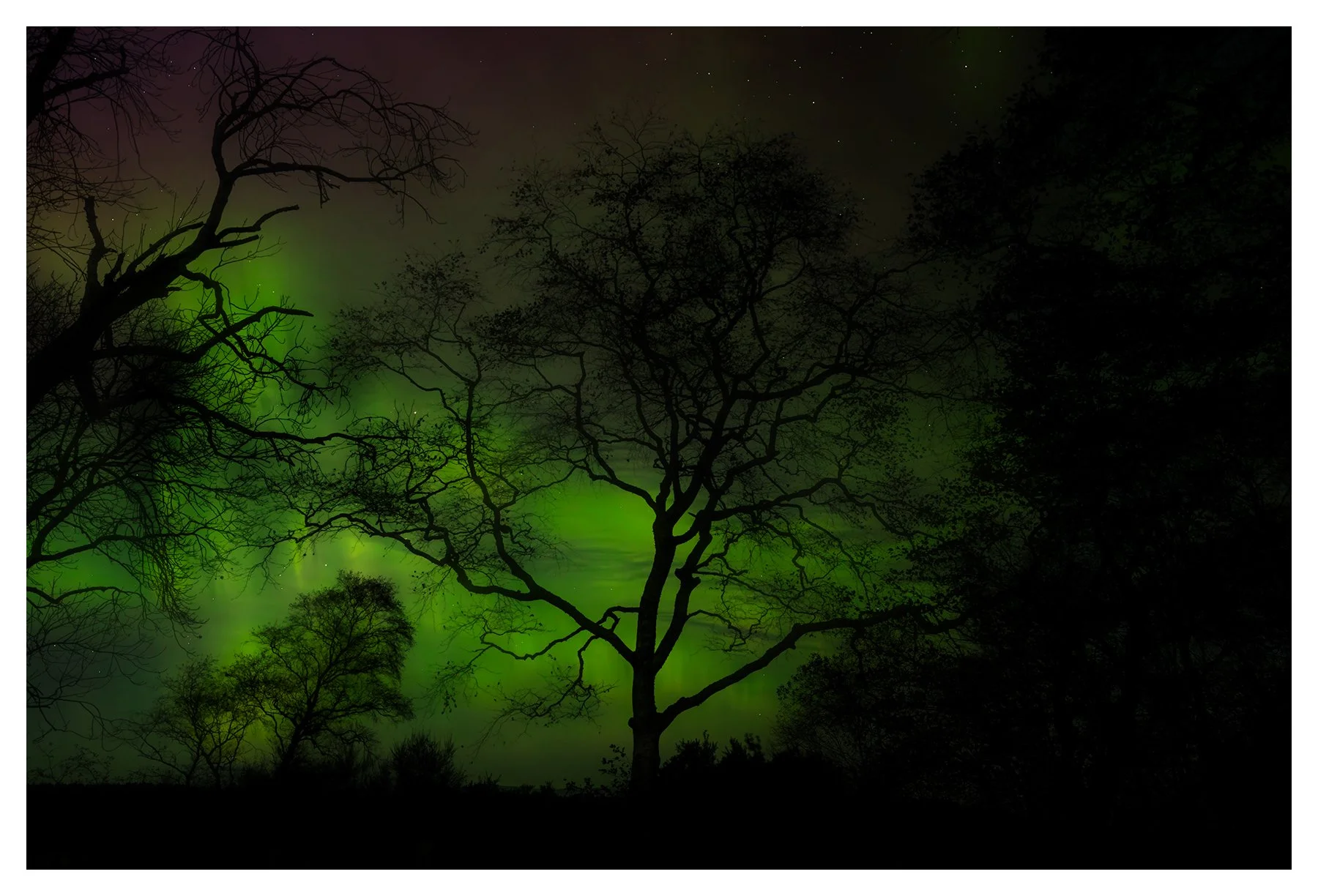 ISMACD_0F8A7299  - FOREST ETHERIA..jpg