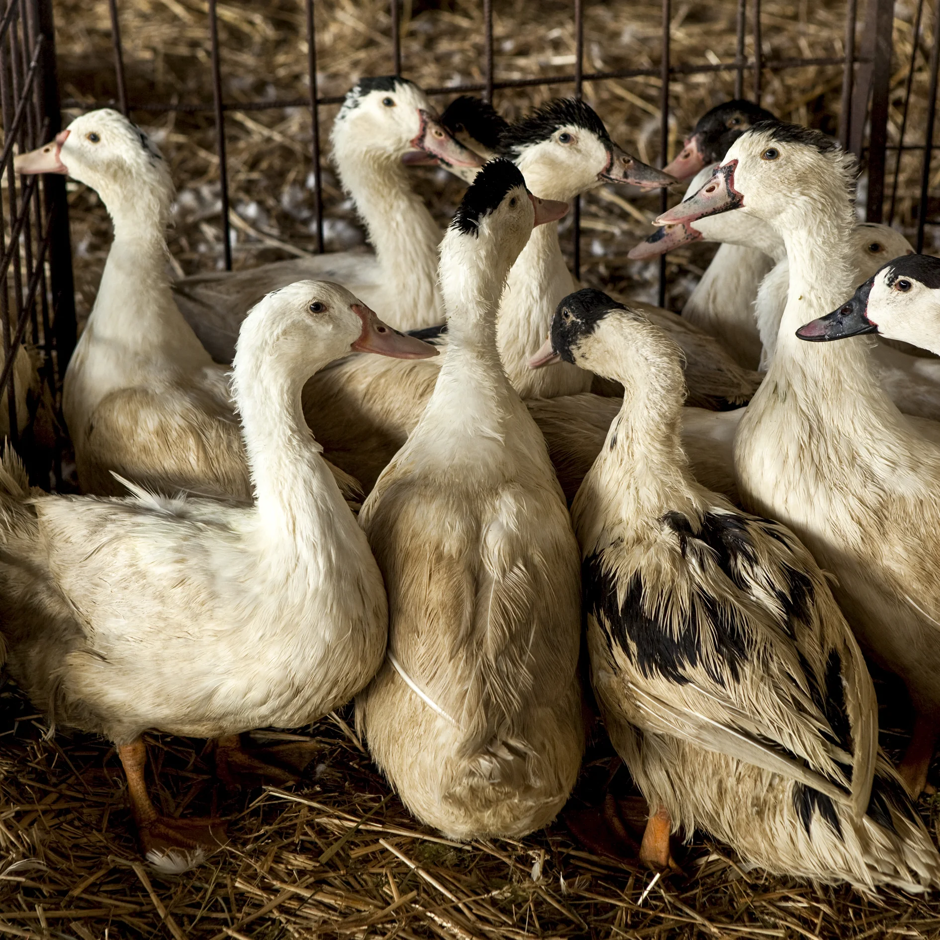 ducks.jpg