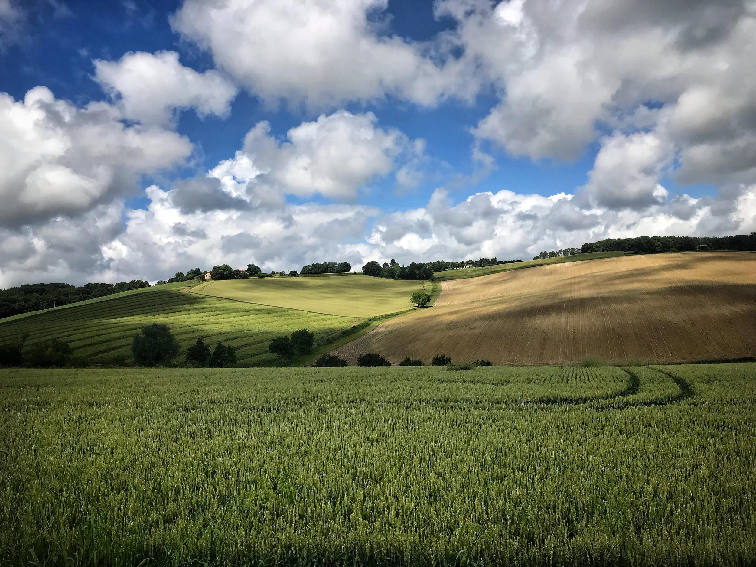 clouds & wheat Plus.jpg